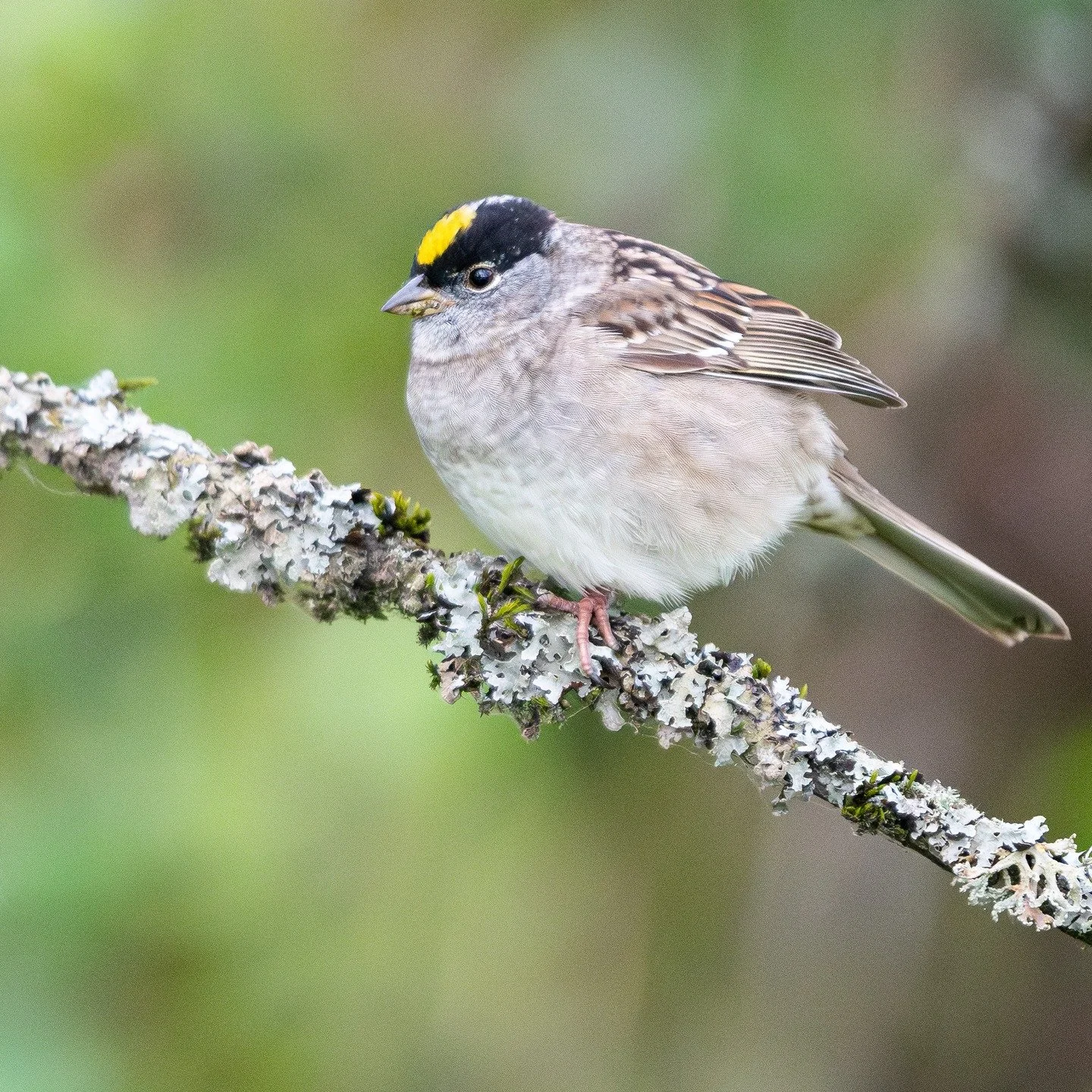 golden-crowned sparrow. this bird was originally on the ground but had to look for a branch after a weasel came out of nowhere carrying a vole. lucky me!

#birdsphotography #photography #birding #birds #wildlifephotography