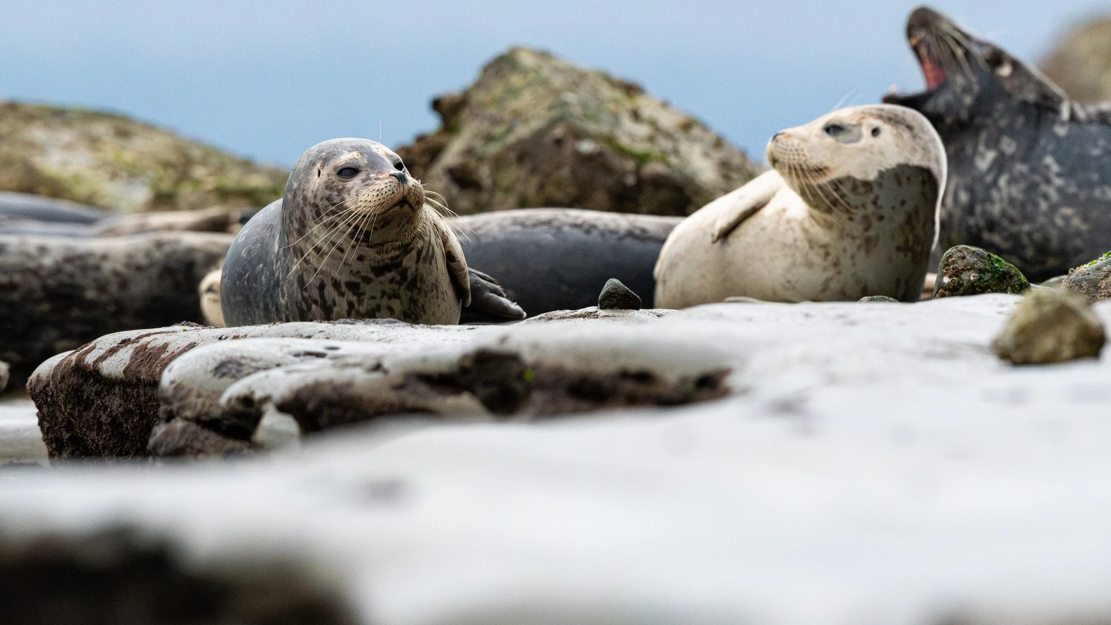 harbor seals lounging.

#wildlifephotography #wildlife #harborseal #pnwwildlife #wildlifephoto