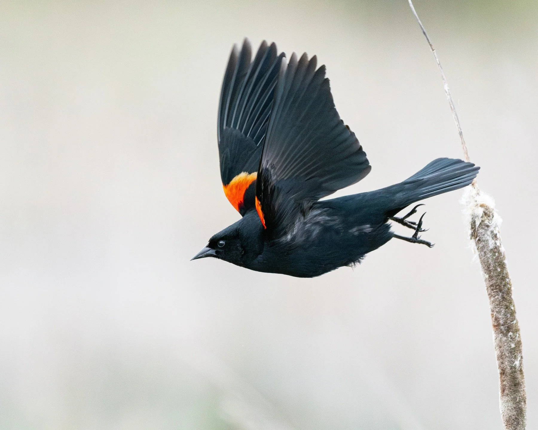 is this a red-winged or tricolor blackbird? 

#birdlovers #ornitologia #birdphotography #wildlife #birds