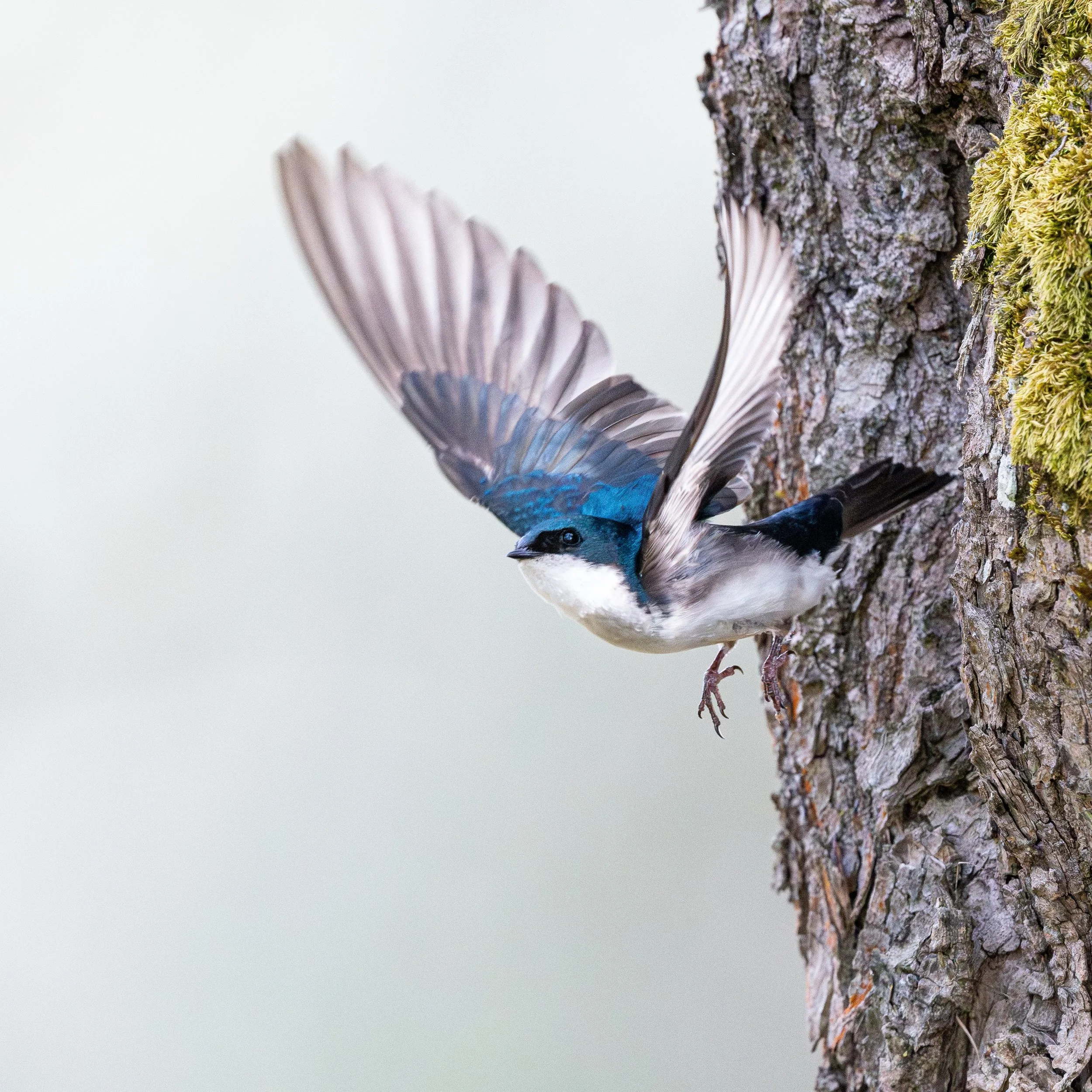 tree swallow leaving the nest! 

#birdsphotography #photography #birding #birds #wildlifephotography