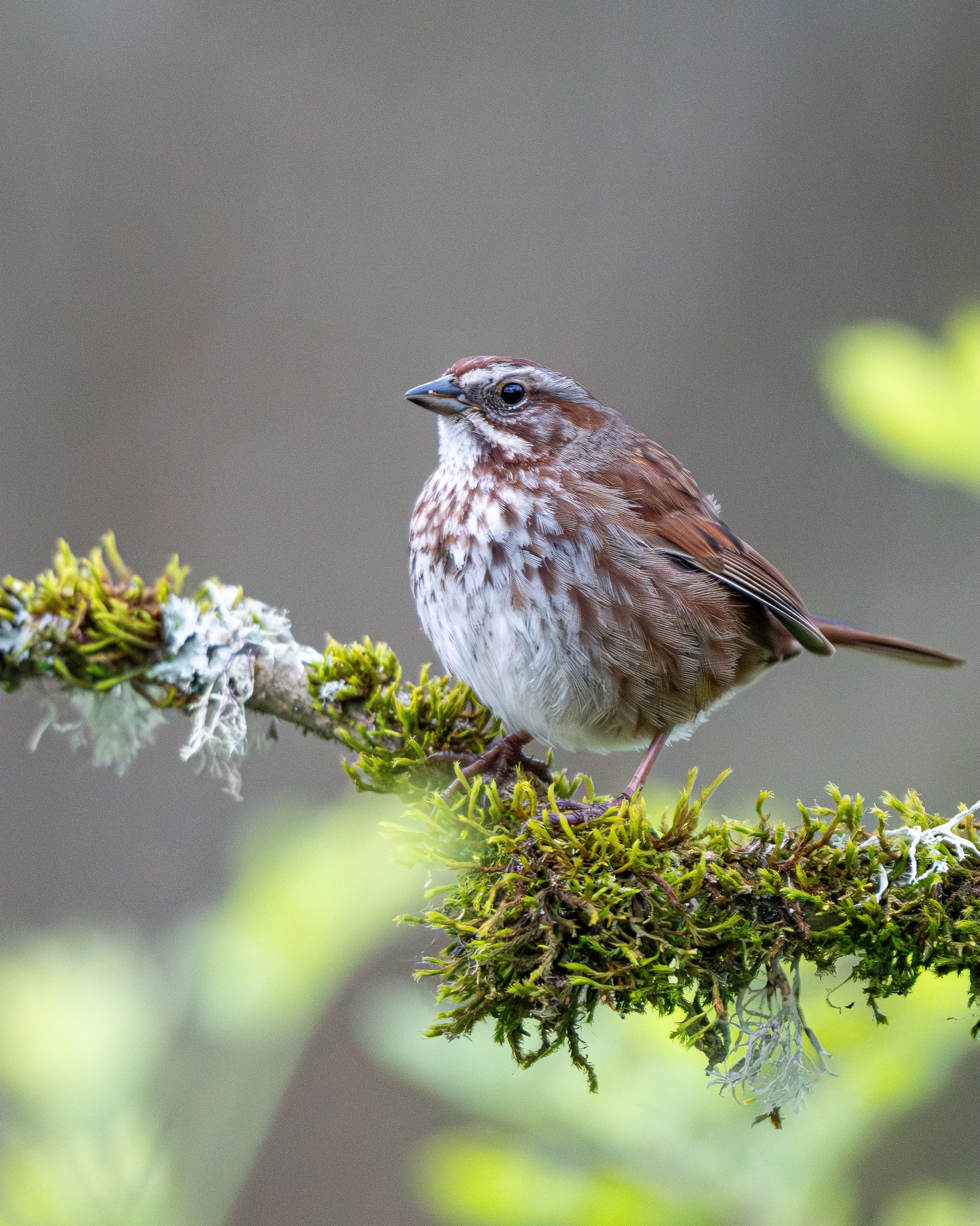 the famous song sparrow!

#birdlovers #ornitologia #birdphotography #wildlife #birds