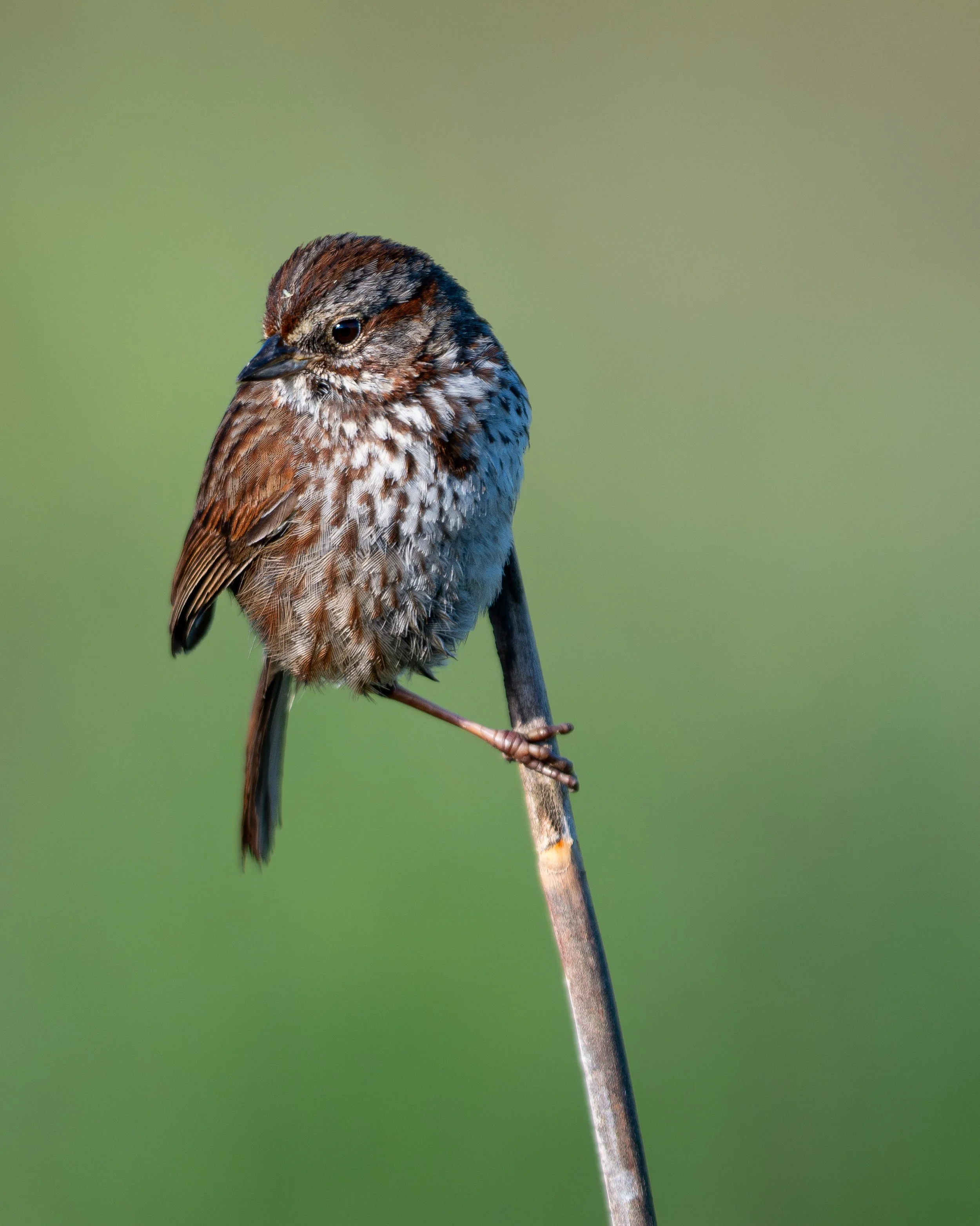 And the award for the most adaptable bird in North America goes to the Song Sparrow!

#birdlovers #ornitologia #birdphotography #wildlife #birds