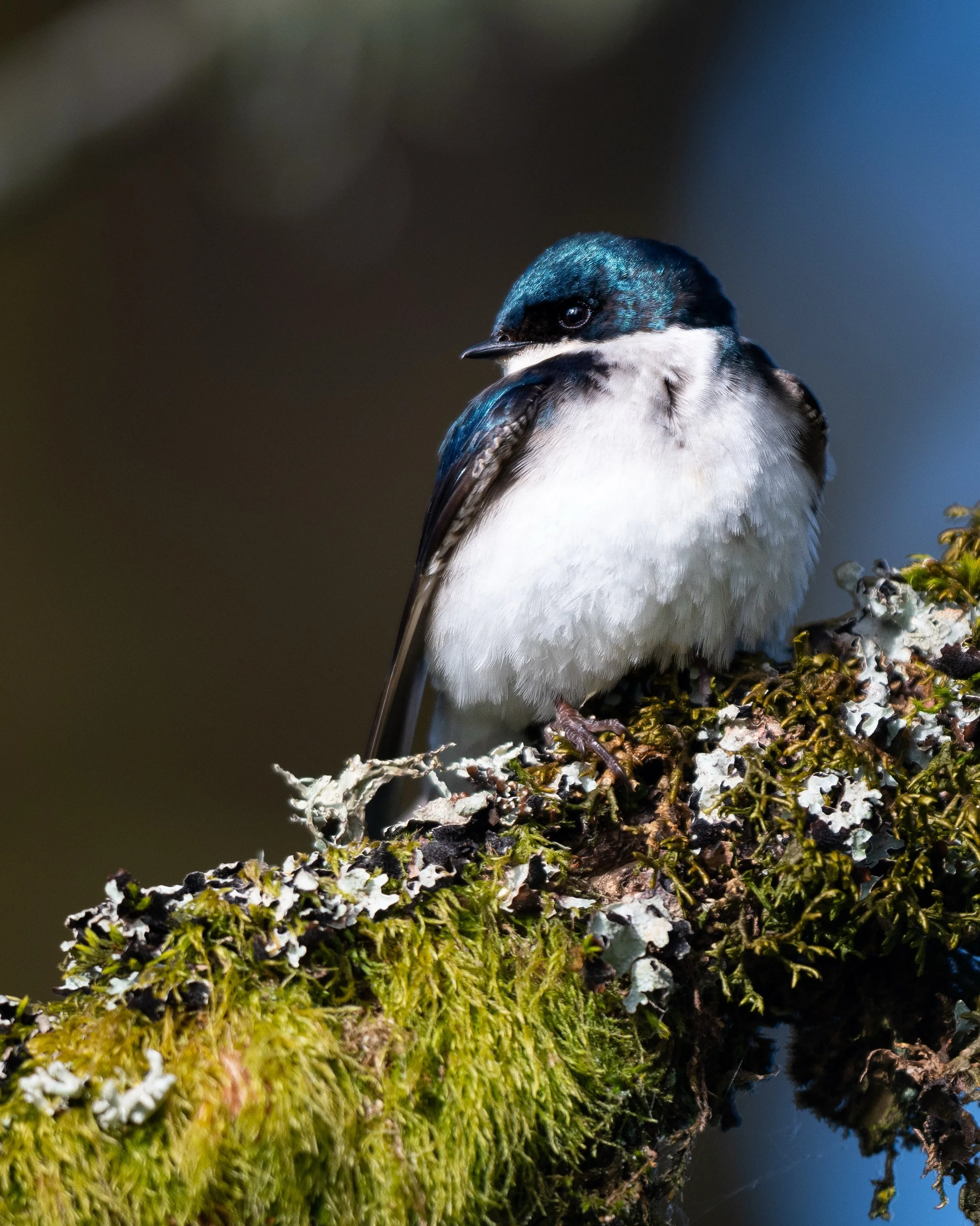 tree swallow perched on the mossiest branch in the pnw. 

#birdsphotography #photography #birding #birds #wildlifephotography
