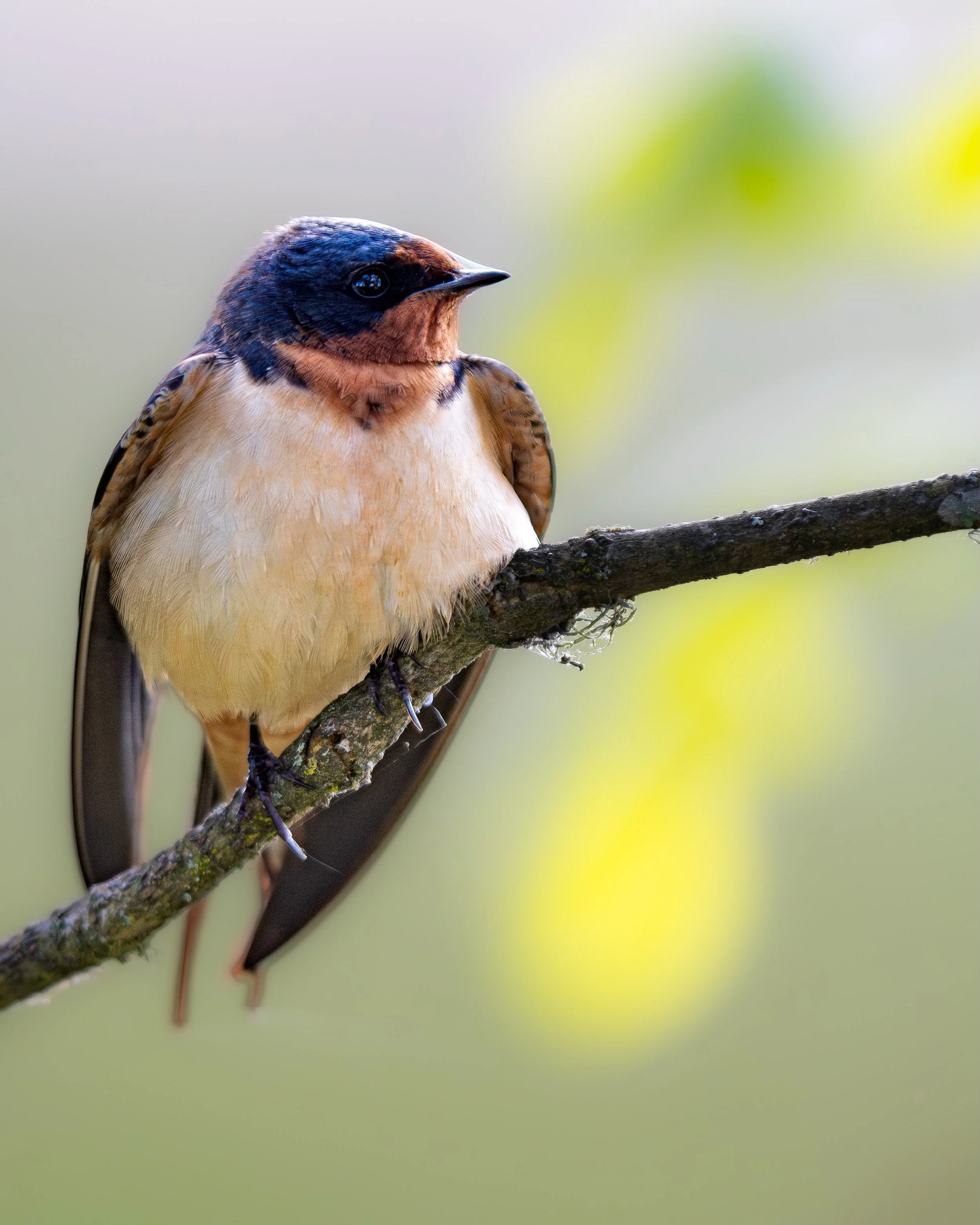 barn swallow hanging out. beak appears to be covered in spider web.

#birdlovers #ornitologia #birdphotography #wildlife #birds