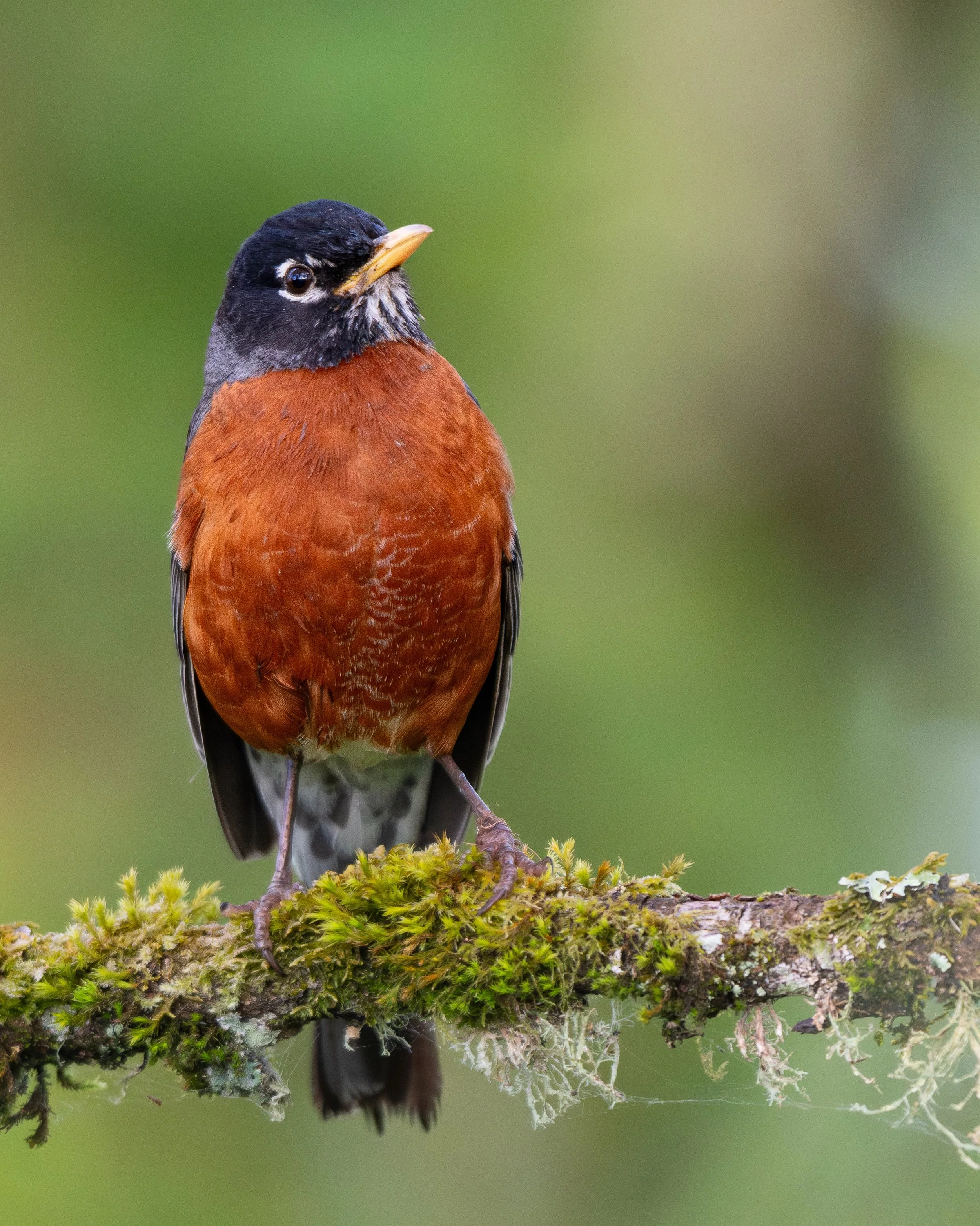 american robin waiting for russian batman.

#birdsphotography #photography #birding #birds #wildlifephotography