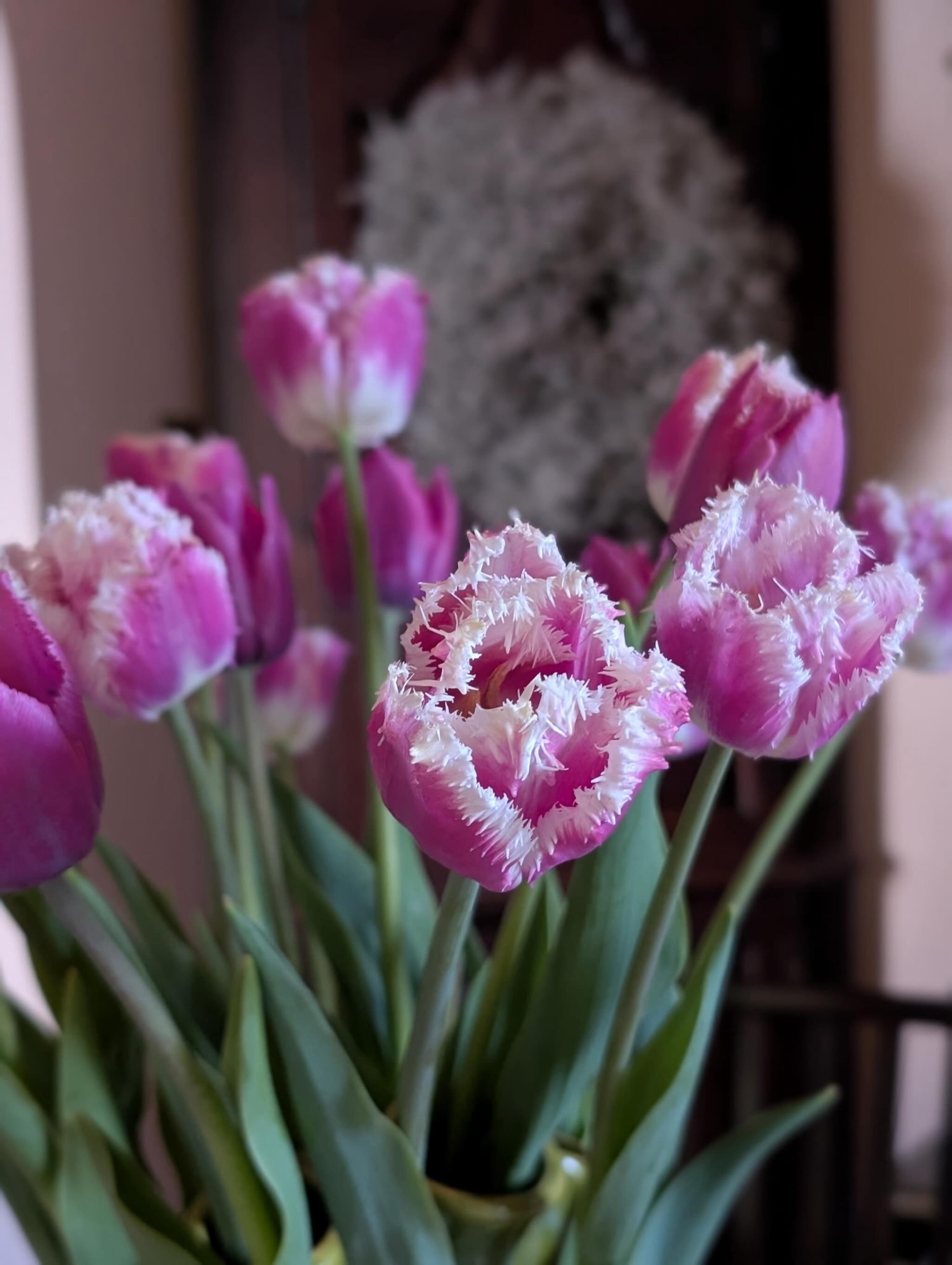 Welcoming the party girls of Spring to FiveStratford! 

Blooms from @cherryhillblooms 🌷