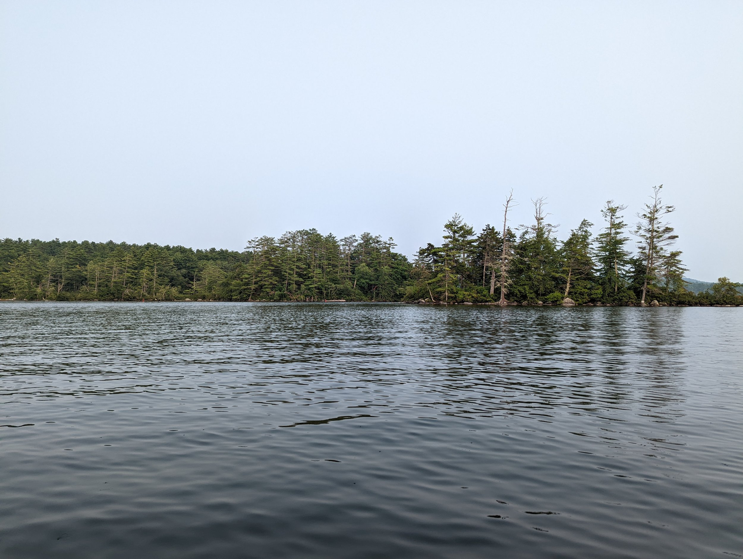 Dead and living trees create a rich and diverse shoreline.