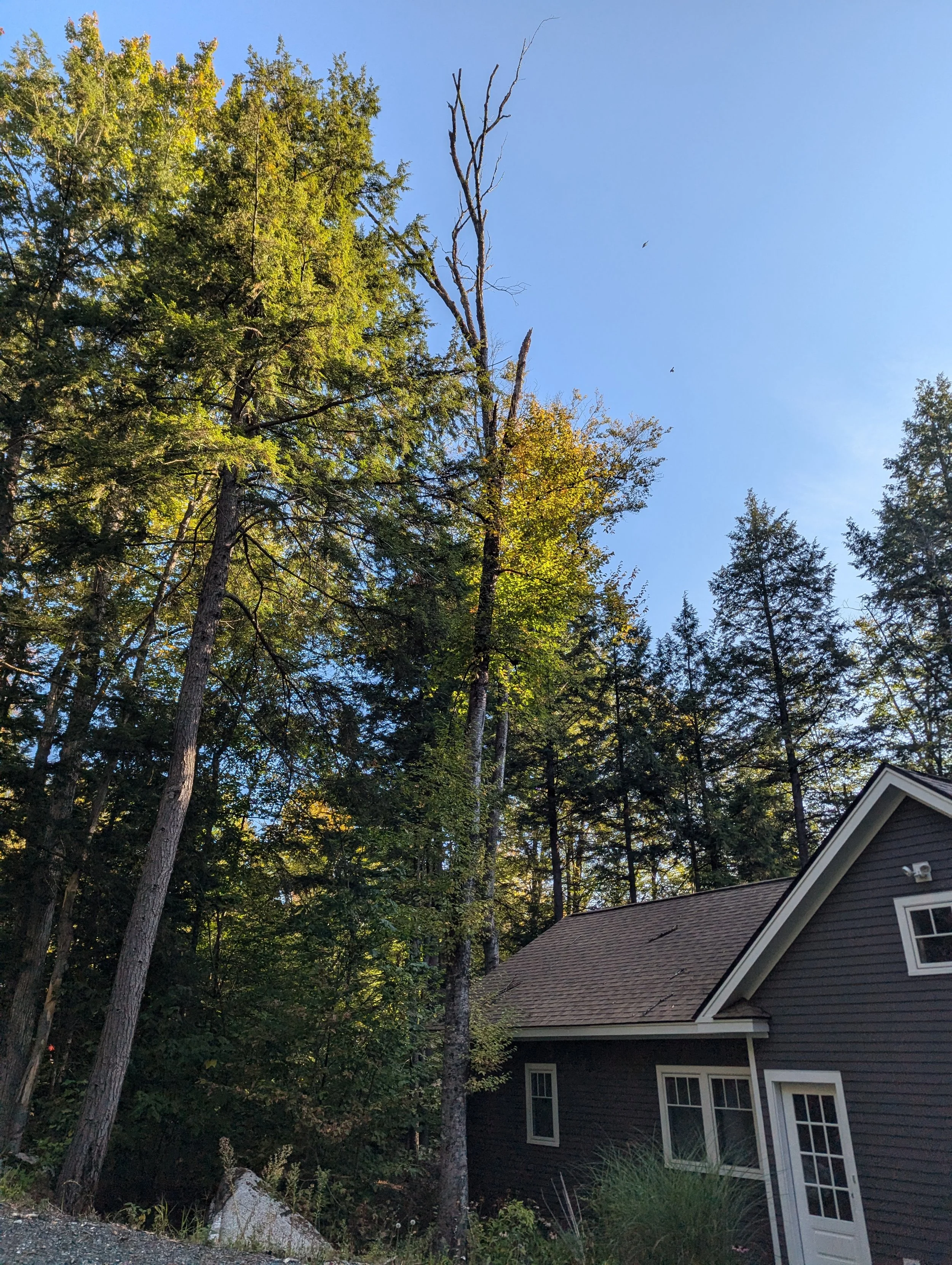 A hazardous tree in a tight spot. 