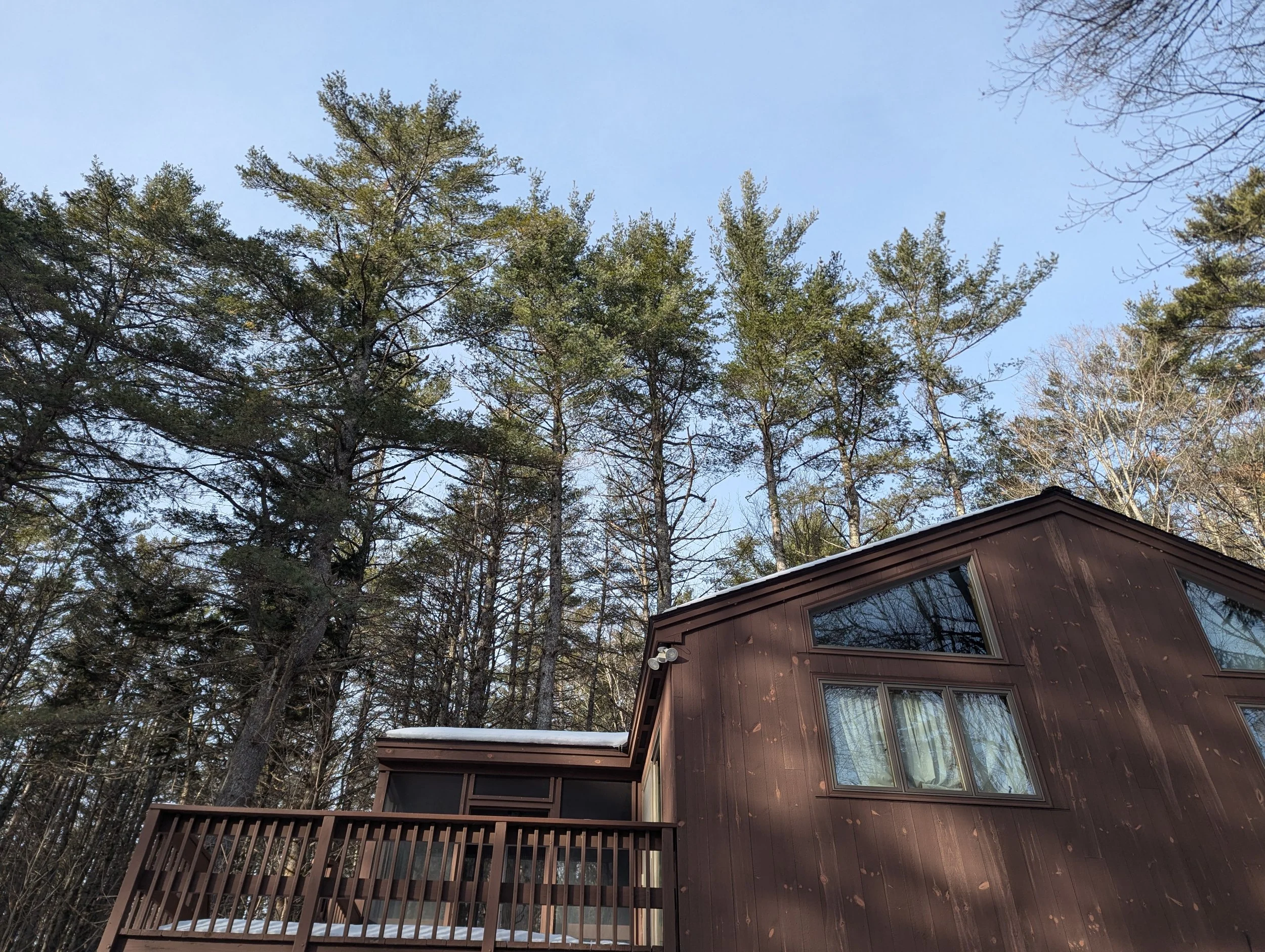 Before, several large pines were too close for comfort. 