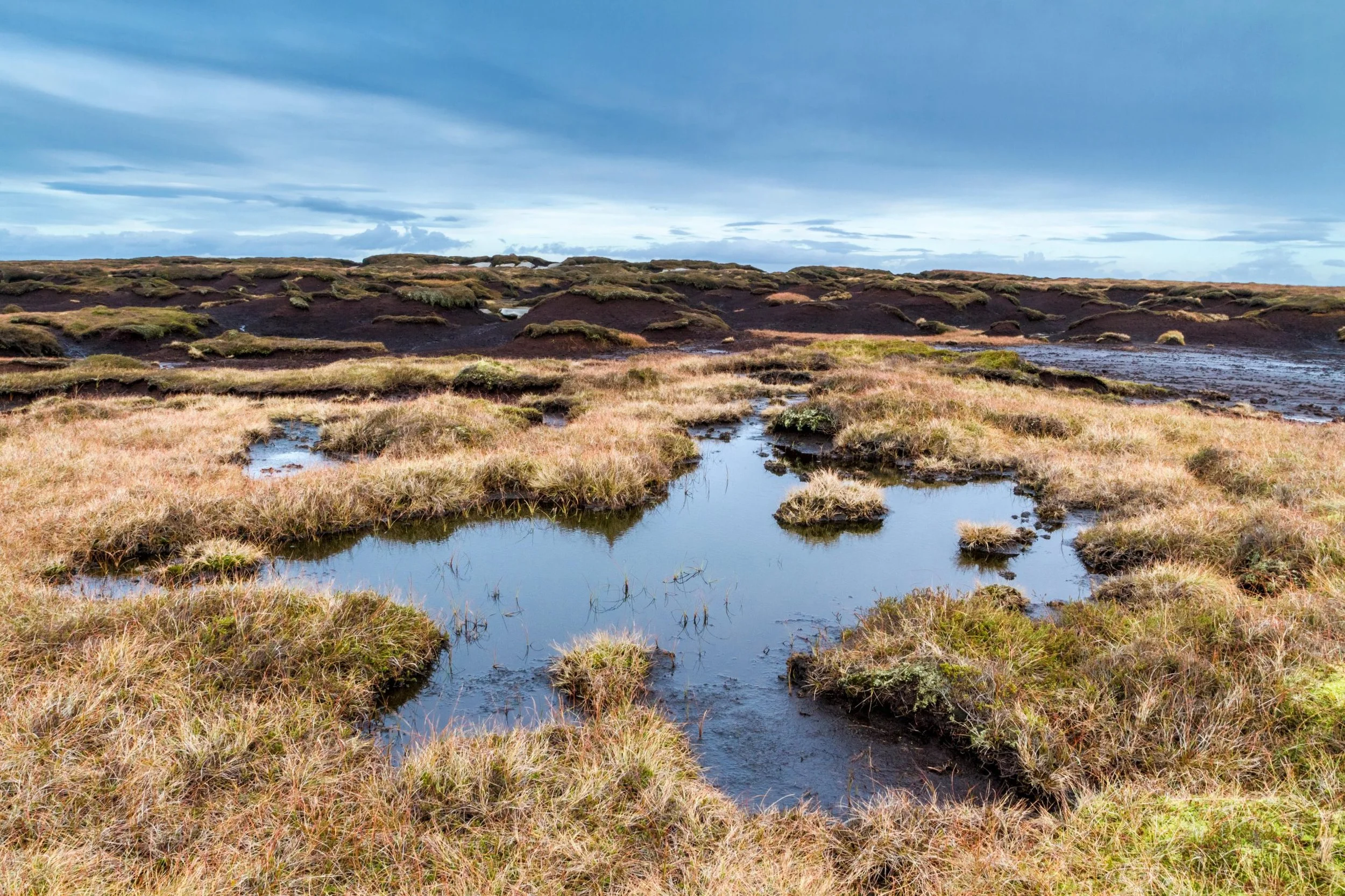 Beyond the Bog: 5 Reasons a UK Peat Ban is a Win for Everyone