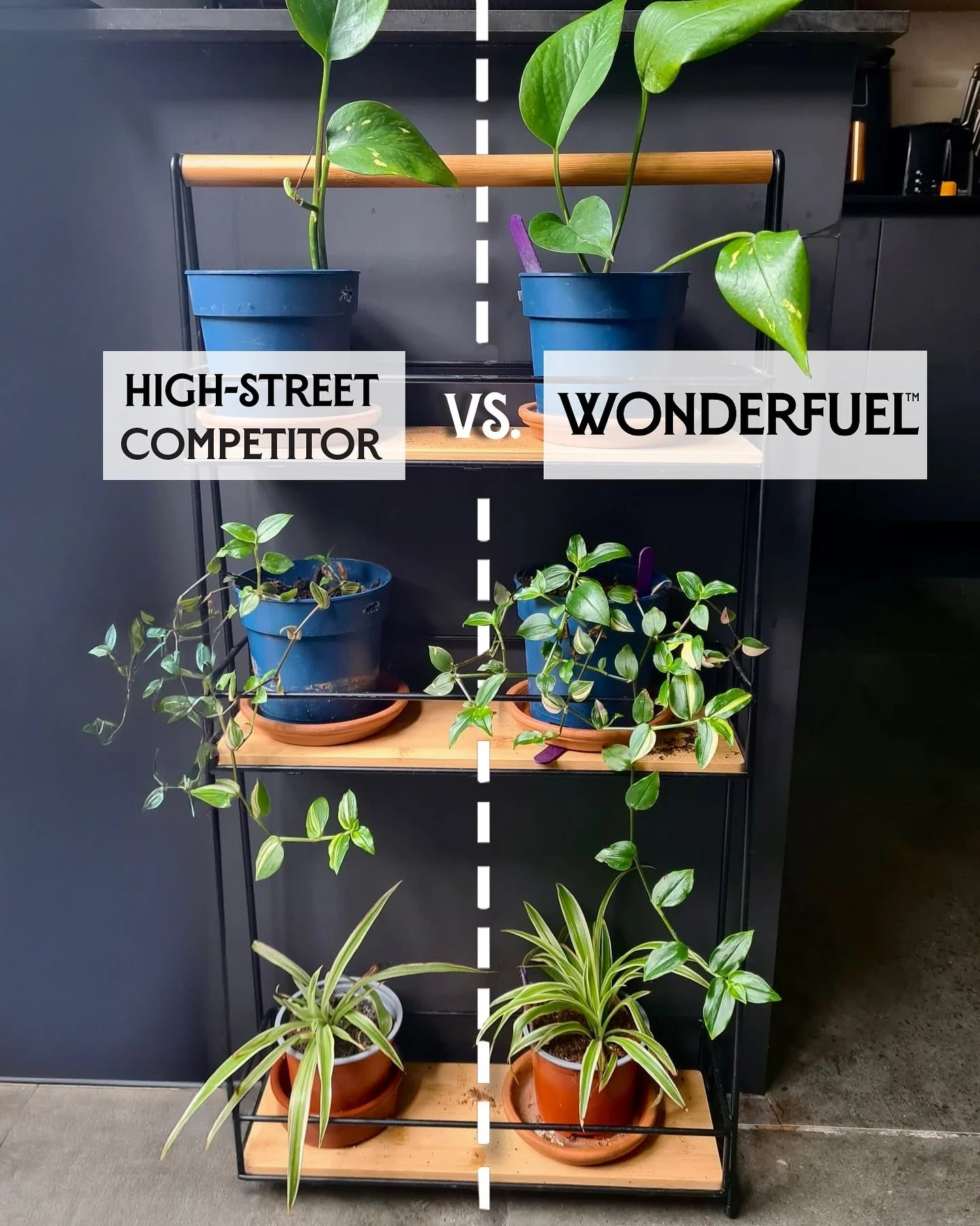 Transformation Tuesday – houseplant edition 🌿
We put our compost to the test against a leading competitor. 🤫
Cuttings from three houseplant types were grown side by side - same light, same water, same care.
The only difference? The compost