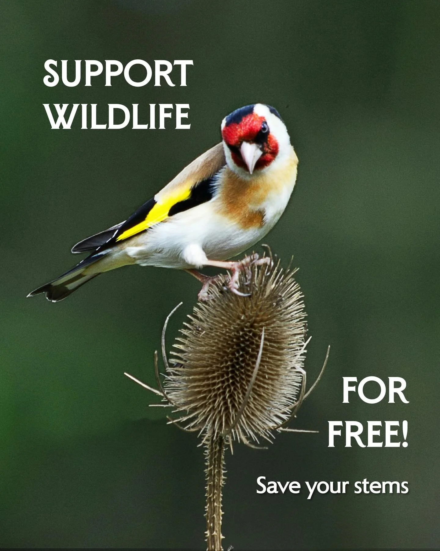 ‼️Save your stems for wildlife this winter 🌾

Recognise any of these plants in your garden?

If so, put the tools down and leave the stems - these plants are incredible bird feeders!

Many provide high sources of valuable protein and fat, supporting