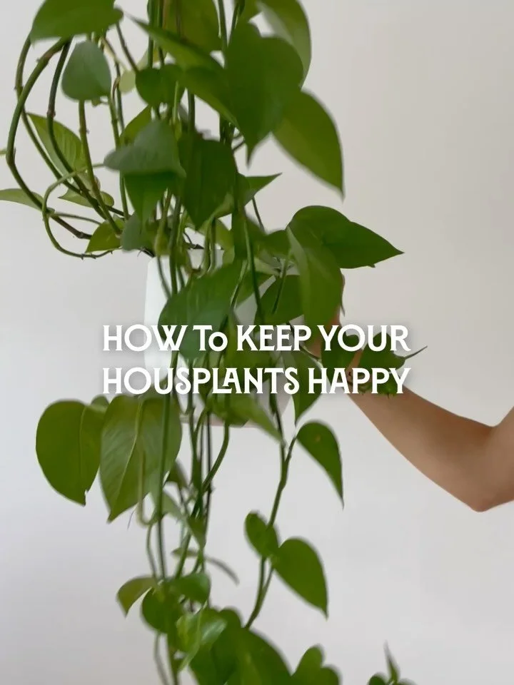 Looking after houseplants in winter can be tricky! 

Long, gloomy days and the added central heating mean it&rsquo;s worth checking in on your plants to ensure they have the best chance of surviving winter.❄️

Try our quick and easy care tips for kee