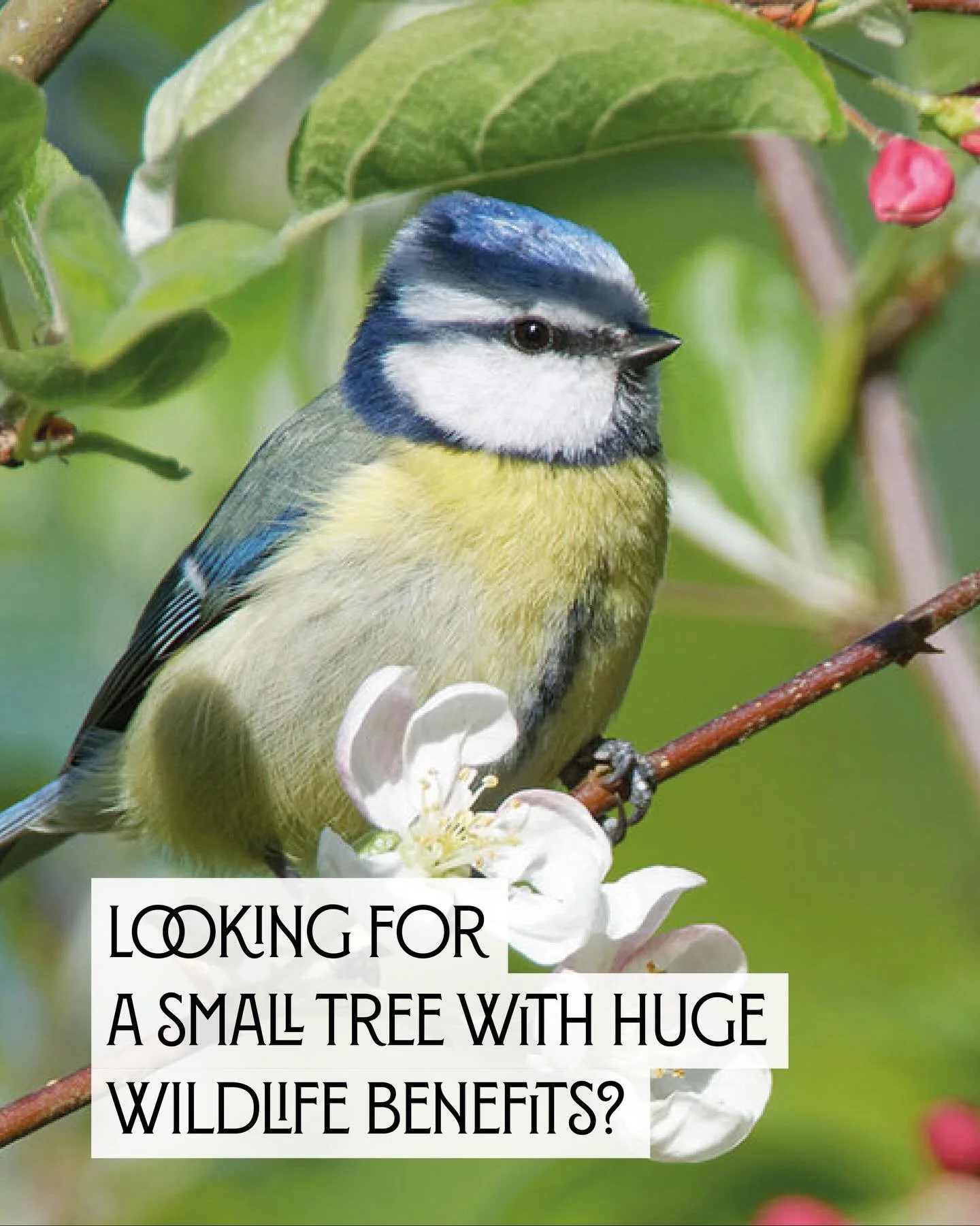 Crab apple trees, with their fragrant spring blossom and colourful fruits, are a joy to grow and a real magnet for a birds and bees.

With varieties to suit gardens of every size, they&rsquo;re a wonderful way to support wildlife in your space all ye