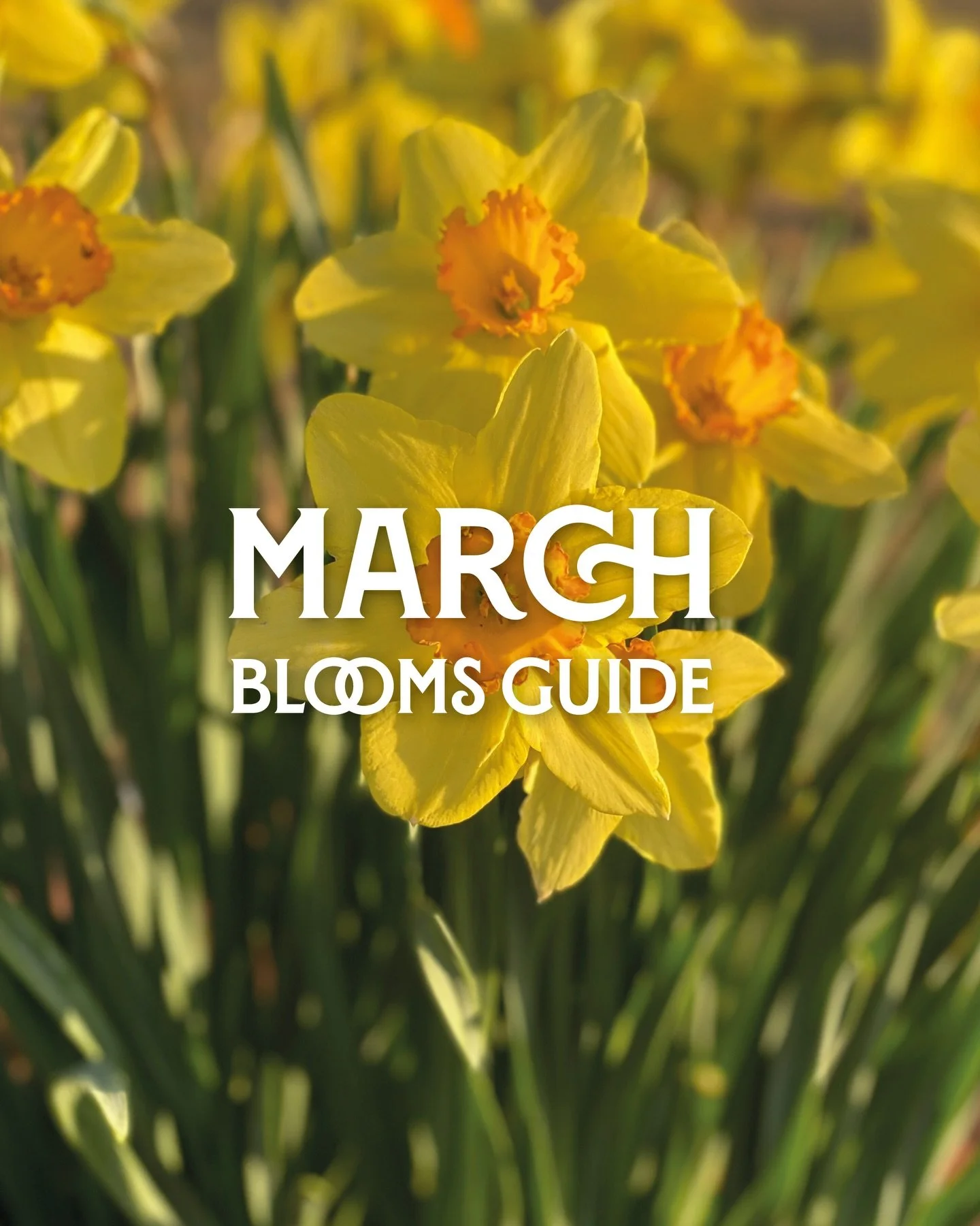 🌼 Springing into March 🌼

Here&rsquo;s your guide to what&rsquo;s blooming this month!

Can you spot all 10?

#gardening #spring #peatfree #marchgarden #growing
