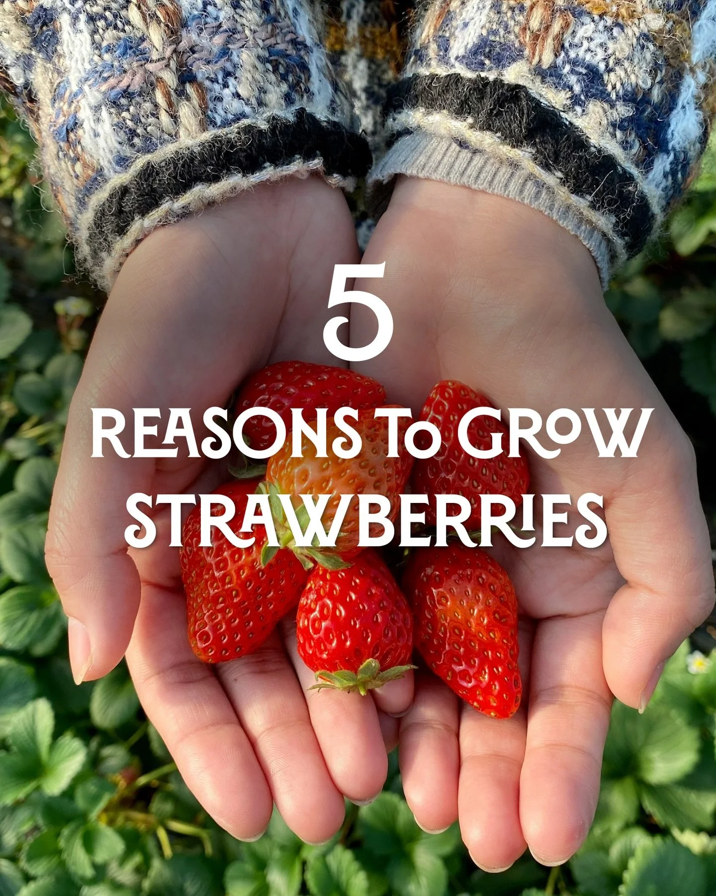 Summer just isn&rsquo;t summer without strawberries 🍓

There&rsquo;s nothing better than the taste of homegrown - so why not grow your own strawberries this year?

Perfect for patios, balconies, hanging baskets or any sunny spot, these delicious gro
