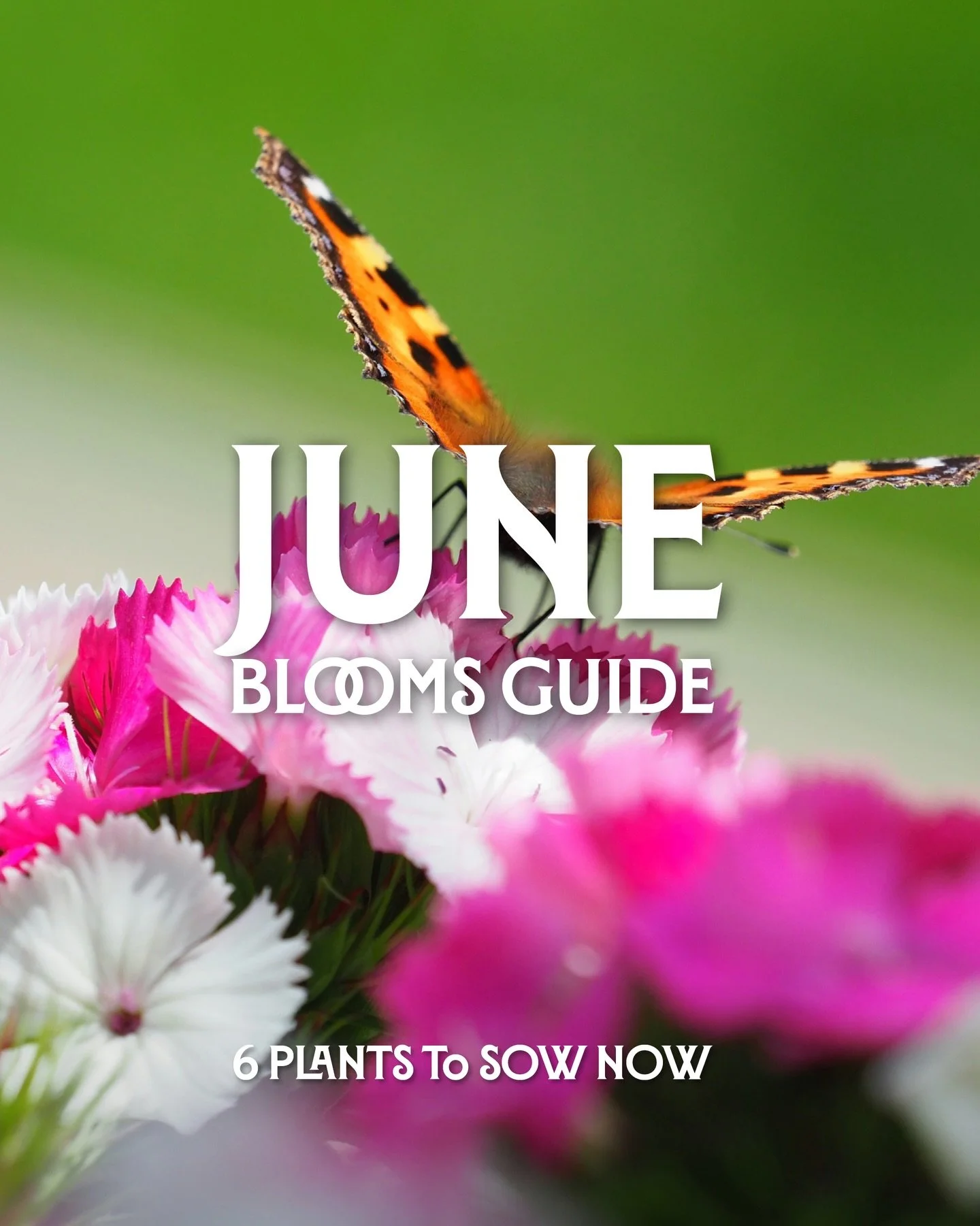 June seed sowing is an easy way to get ahead for next year&rsquo;s garden 🌱

From striking delphiniums and sweet william to forget-me-nots and teasel, these cottage garden favourites are mostly biennials (with nasturtiums being the exception, they&r