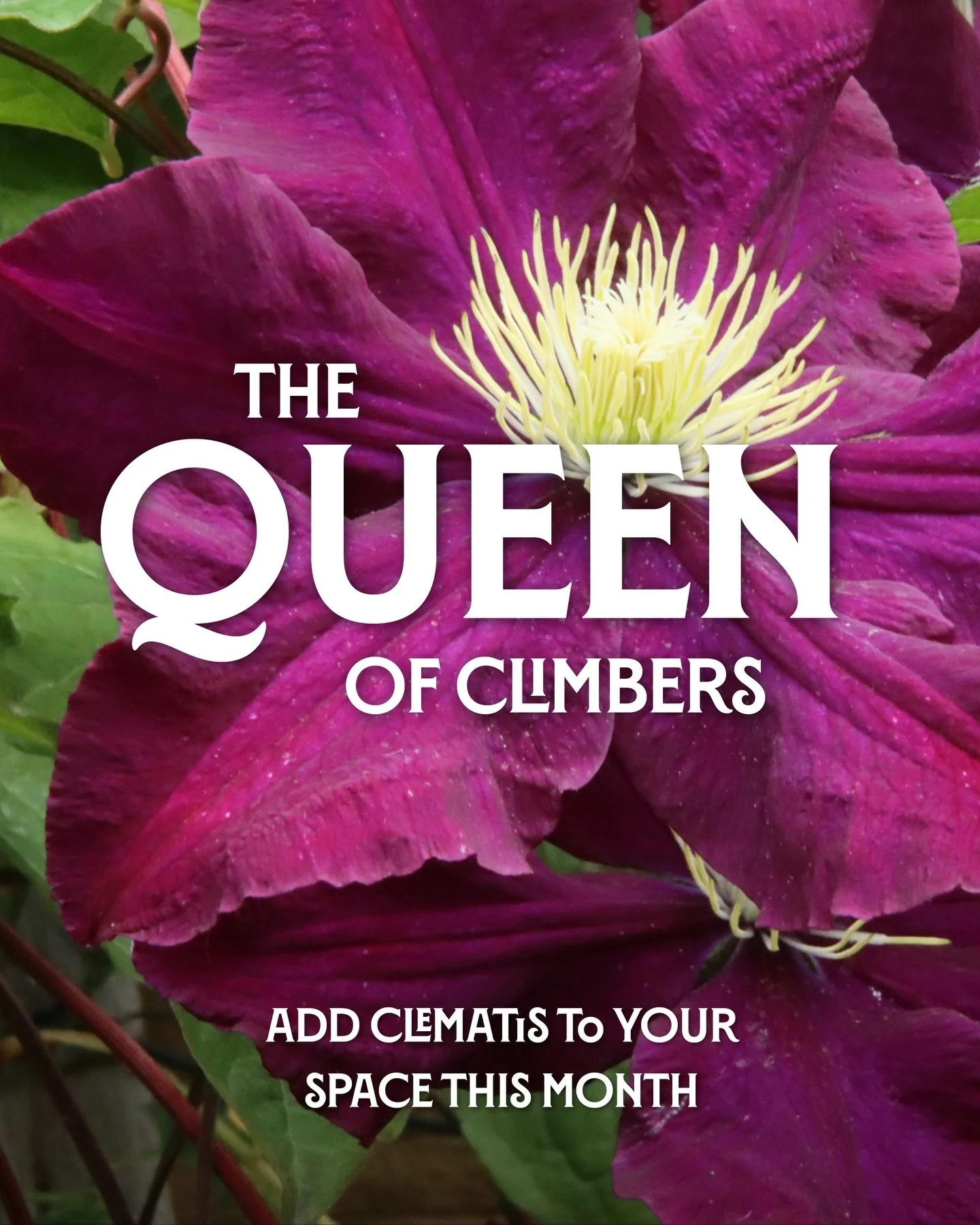 Looking to brighten up a blank space? 

🌸 Clematis is one of the most versatile climbing plants you can add to your garden, and now is the perfect time to plant it!

Whether you have a large outdoor space, a cosy courtyard, a balcony container or a 