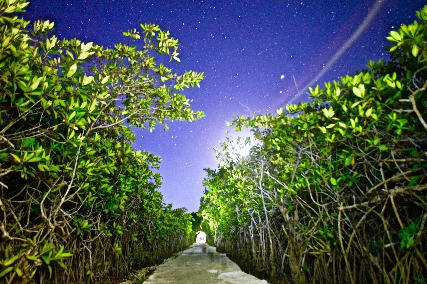 Come explore the mangrove paths in the tropical jungle! Most lead to refreshing water sinkholes better know as cenotes! Did you know that mangroves forests absorb as much as 10 times more carbon dioxide form the atmosphere compared to terrestrial for