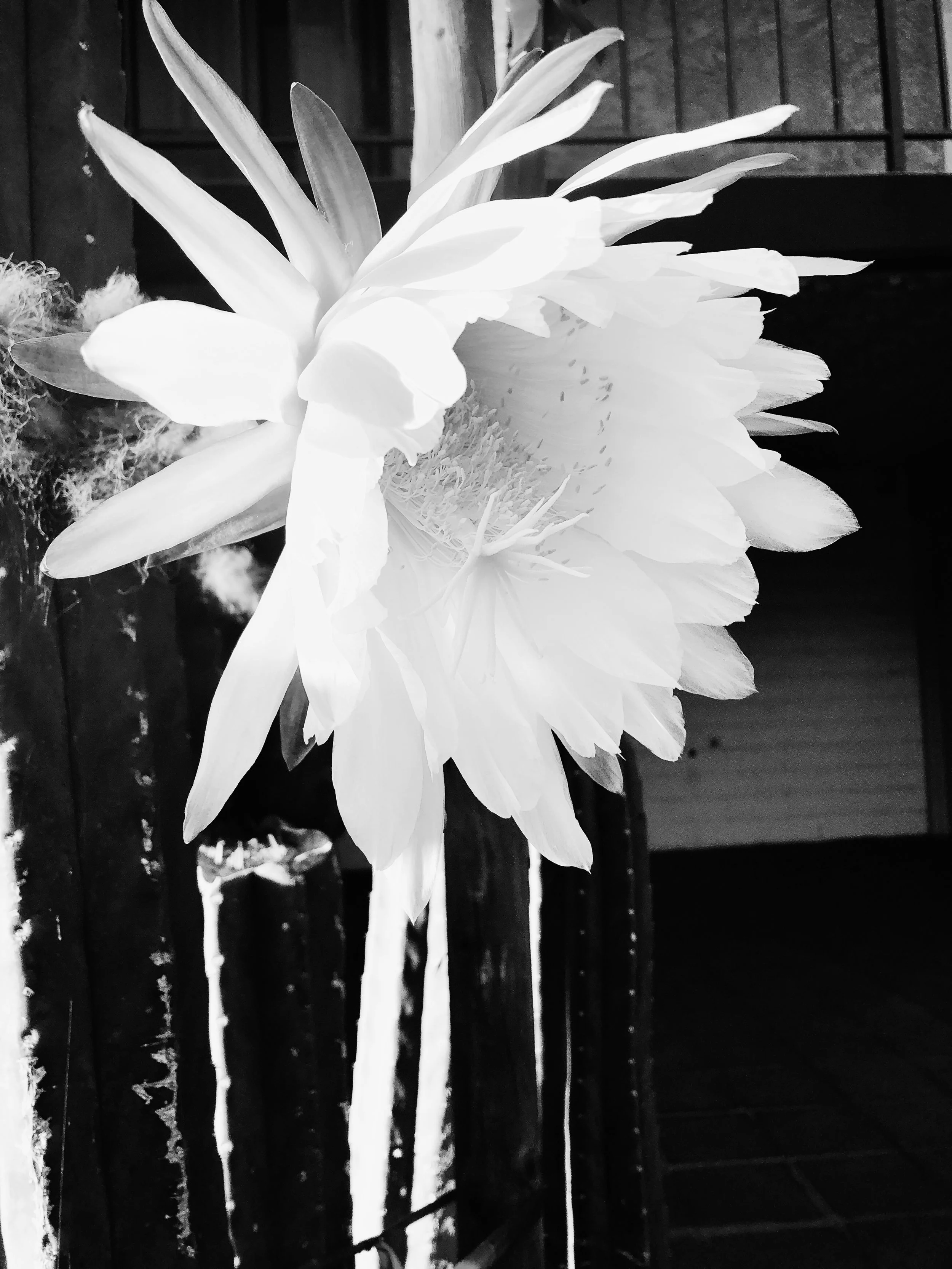 Essay 4: The Self-enclosed System of Narcissus; The Pierric-Catalytic System of Medusa