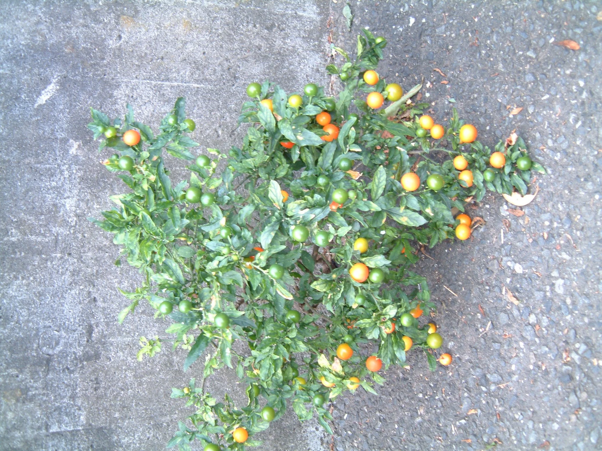 TITLE: Life!  Unstoppable life.  Edenifying the urban... giving us hope.... giving us beauty.... baptizing the gray wall with the glory of color... suggesting that we, too, may break through walls! 