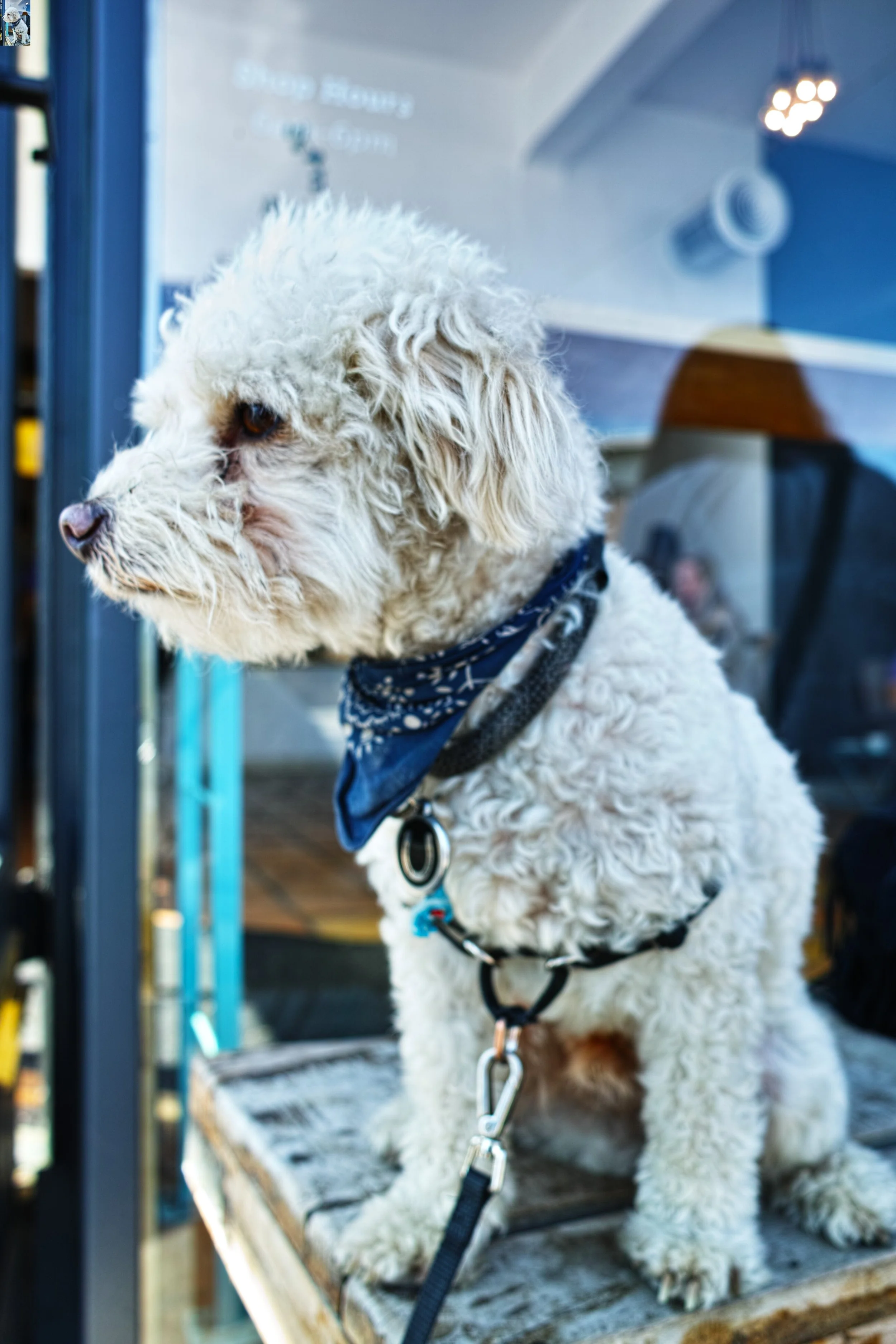 ktb-a-ref-quiet-dogs-long-beach-DP1M0002_z.jpg