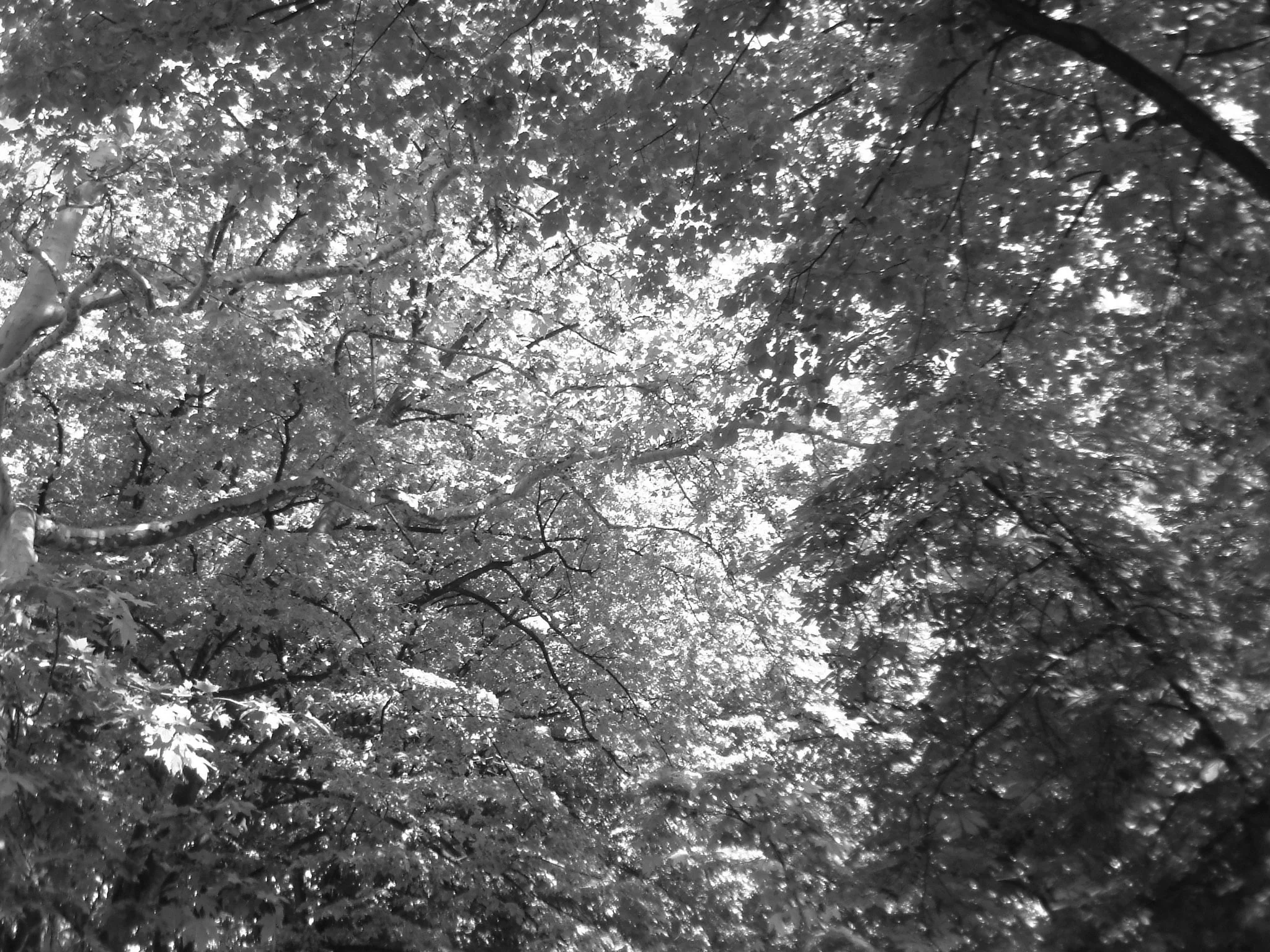 Cool as a Cucumber - Paris