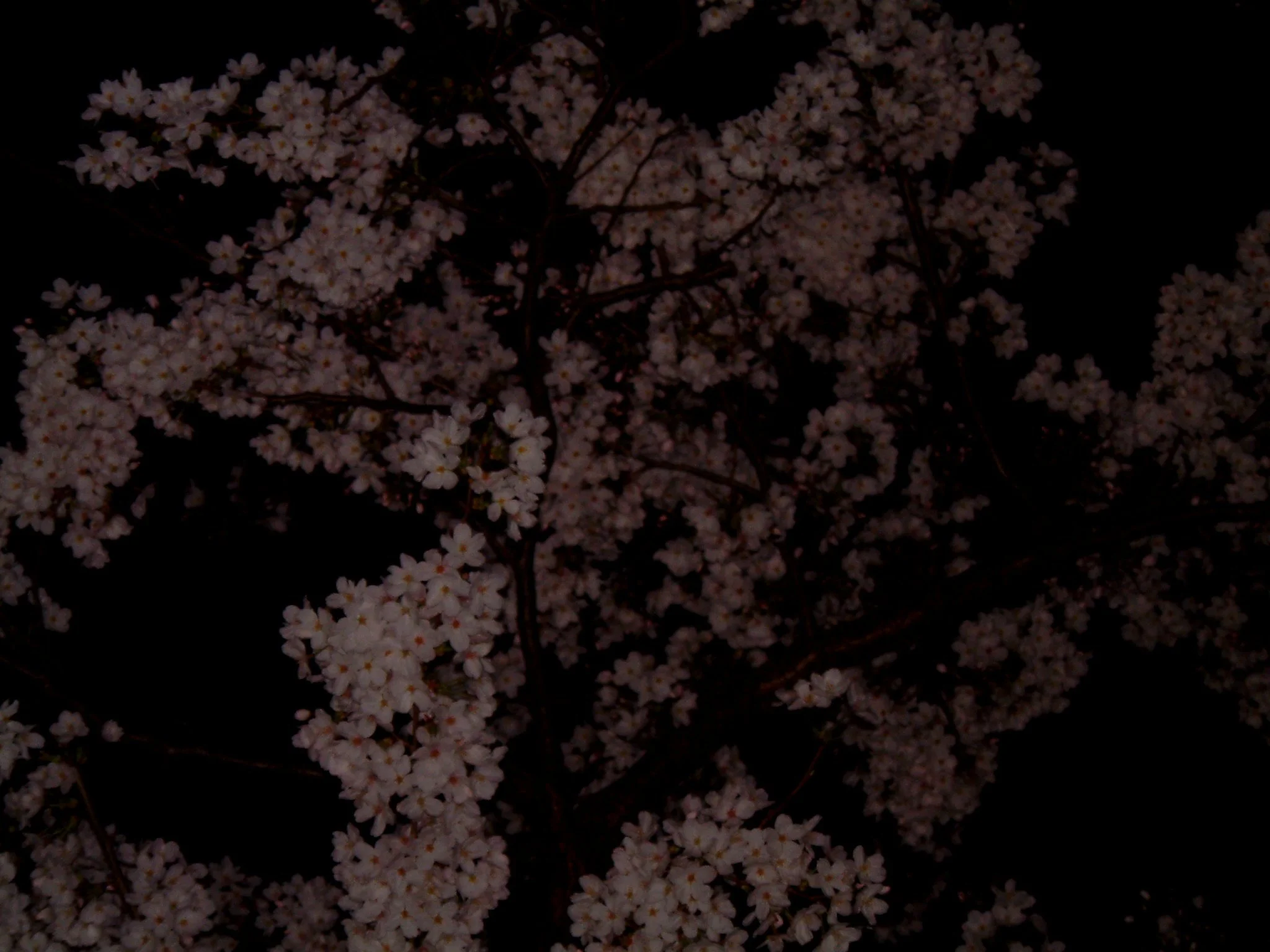 TITLE: Moby-Dick's Underbelly; It is obvious if you look upon the Sakura during the daytime what you are supposed to feel...but seen at night?