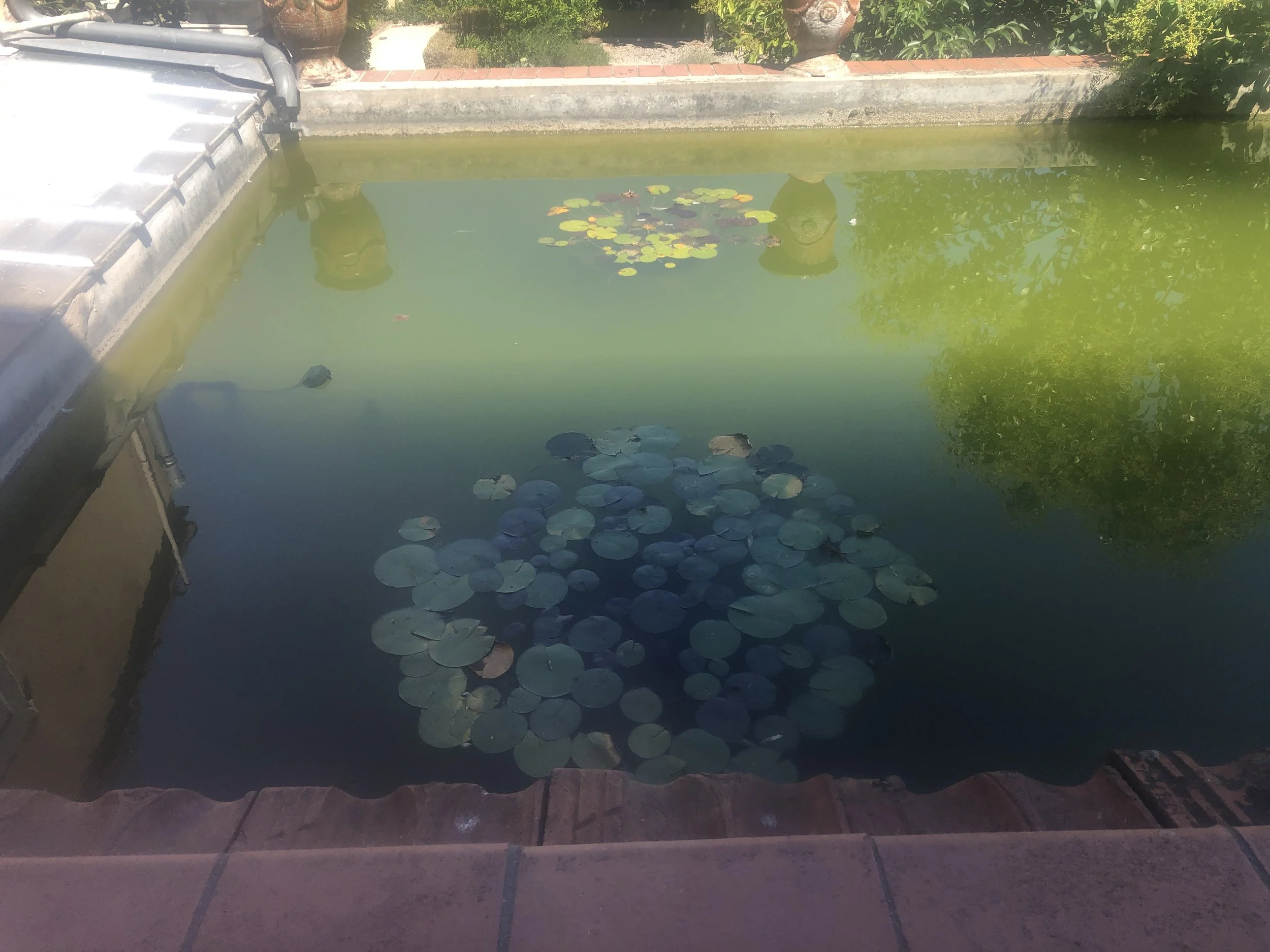 Revisiting Monet - Grasse