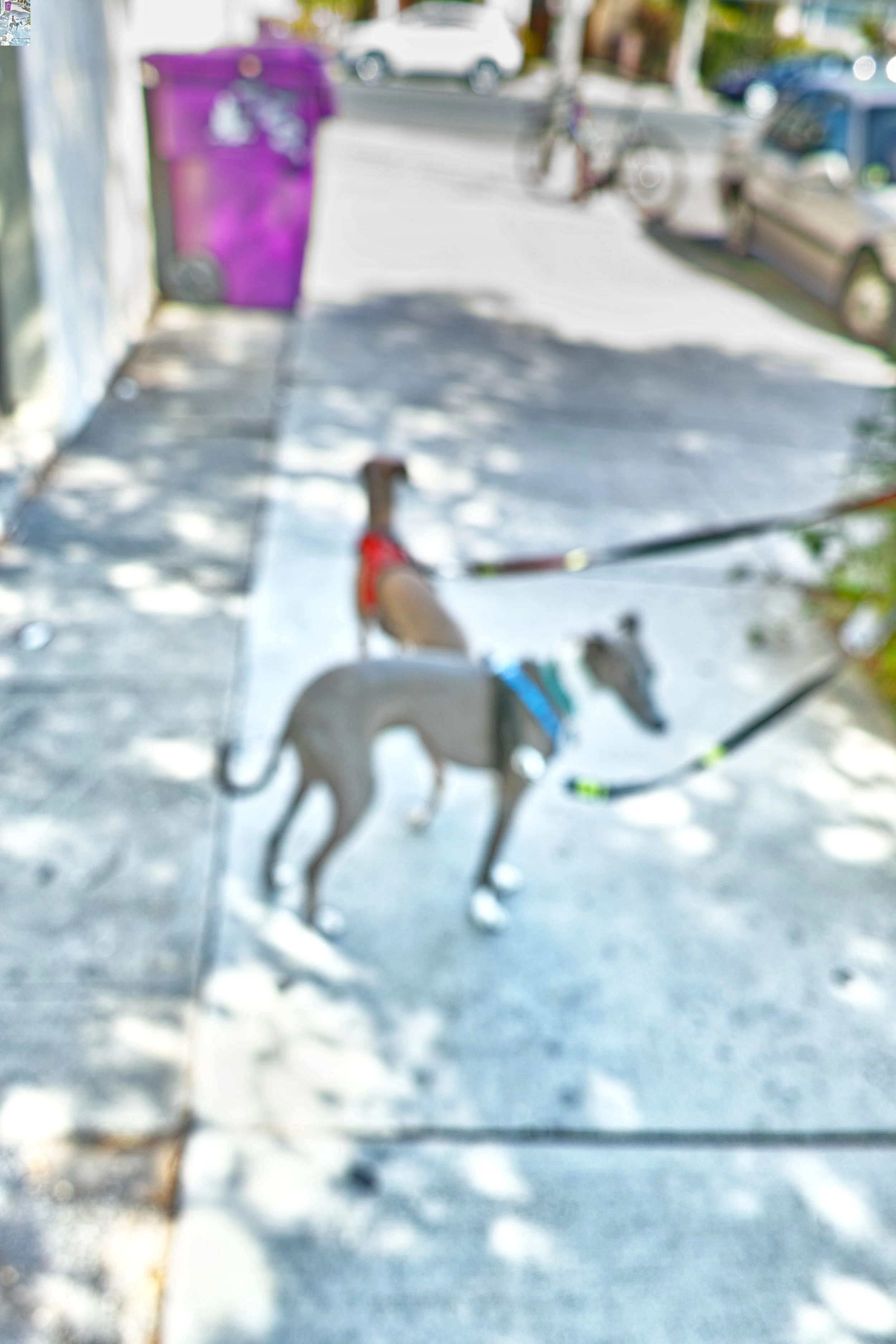 Quiet dogs - Long Beach