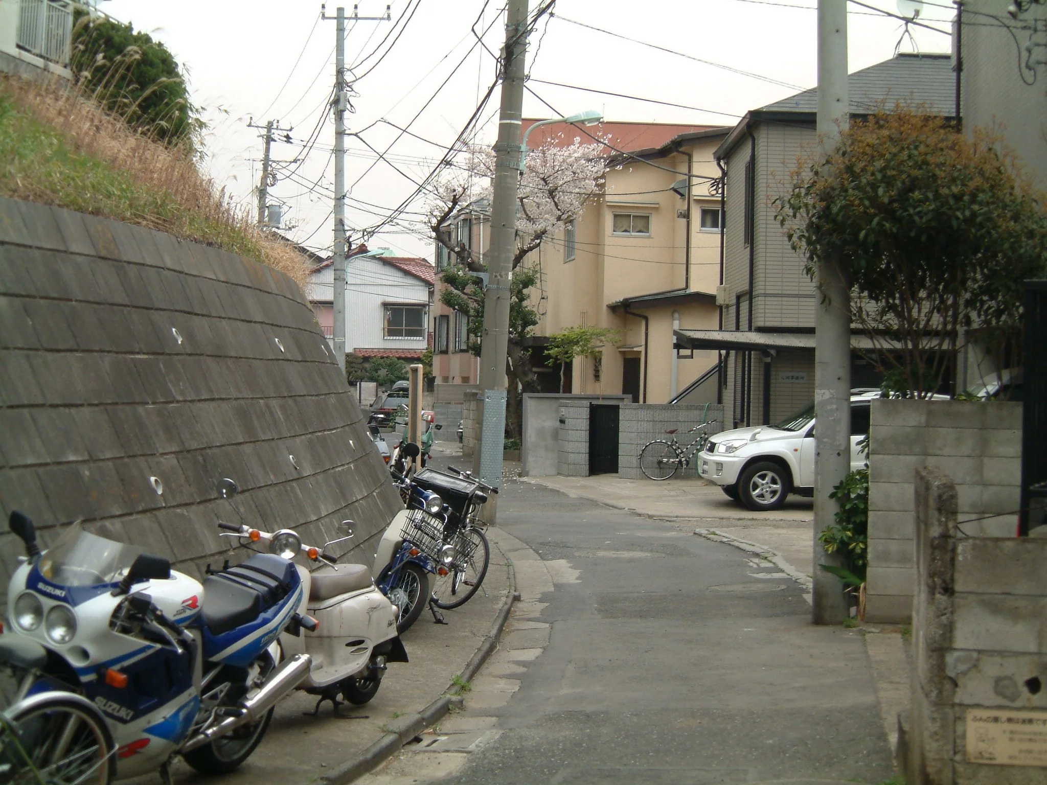 TITLE: Sakura, Preferatta; Not really Latin, I don't think, but I prefer this Sakura anyway.  He is kind of hidden and out of the way.  Who will see him?  He's stationed faithfully on an unimportant street among the power lines... but see how he quie