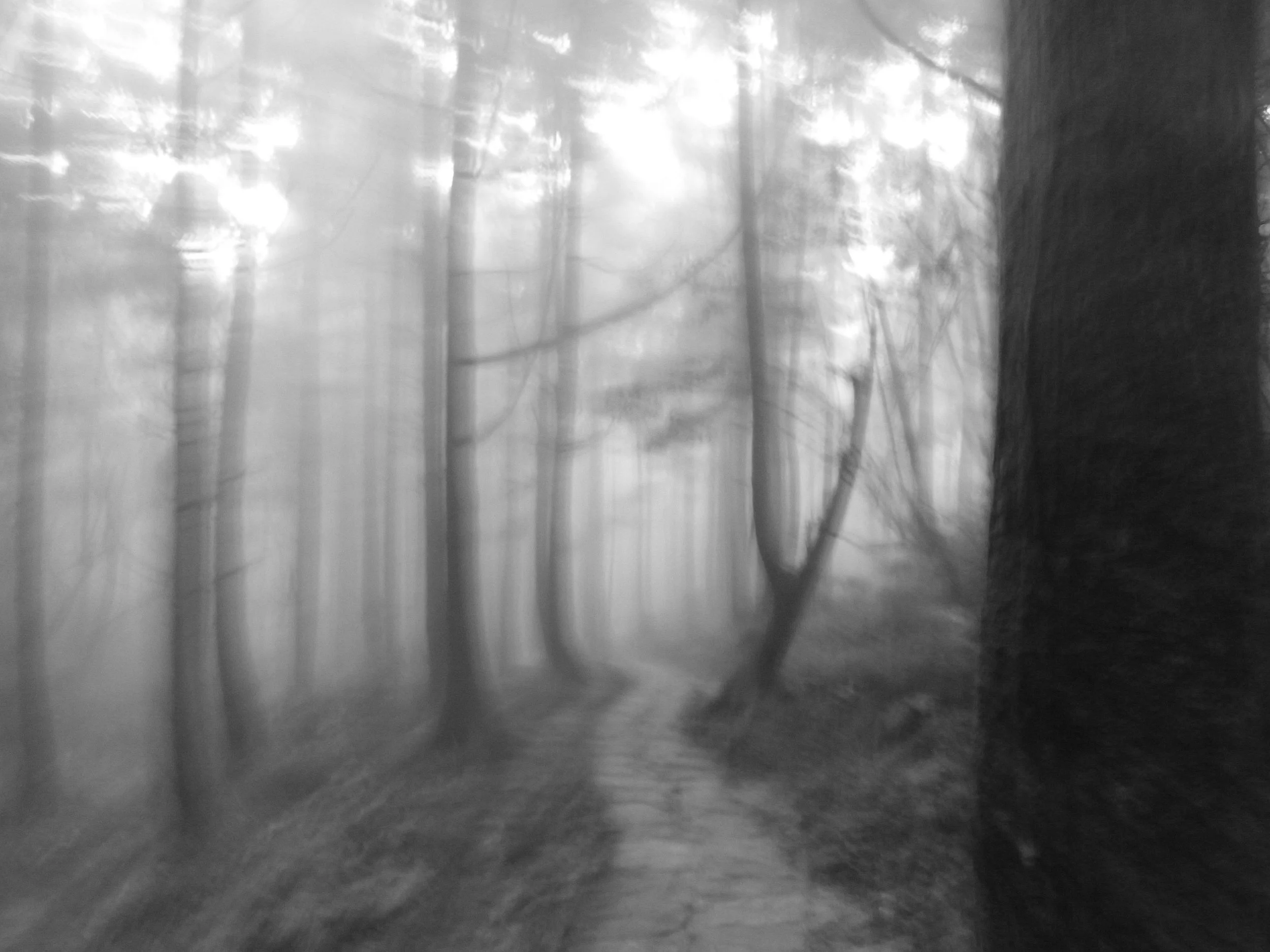 Lost in the forrest - Taiwan