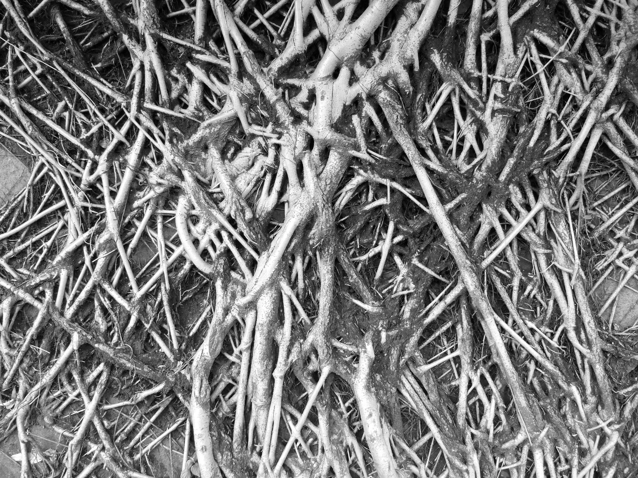 Have you got roots? Taipei