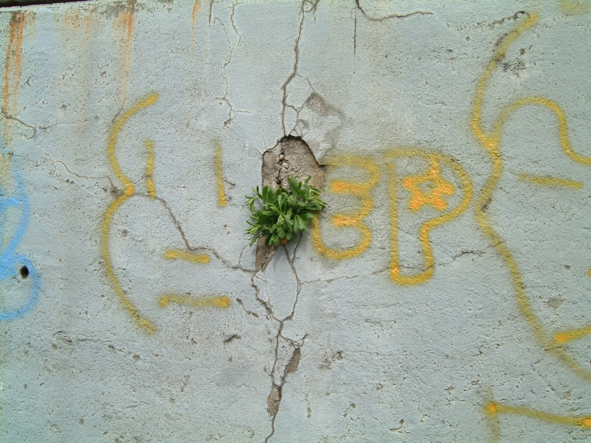 TITLE: I'm talking to you.... This little plant will patiently offer salutations for as long as it takes.  