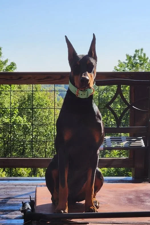 Vienna 19 months.jpg