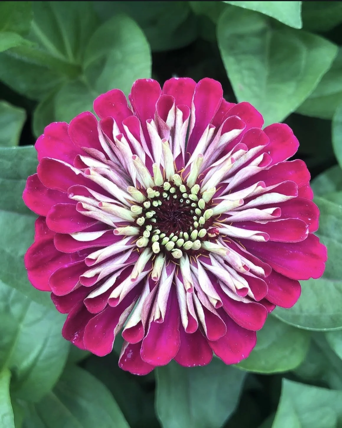 FAQs 2 — Flora Mystica