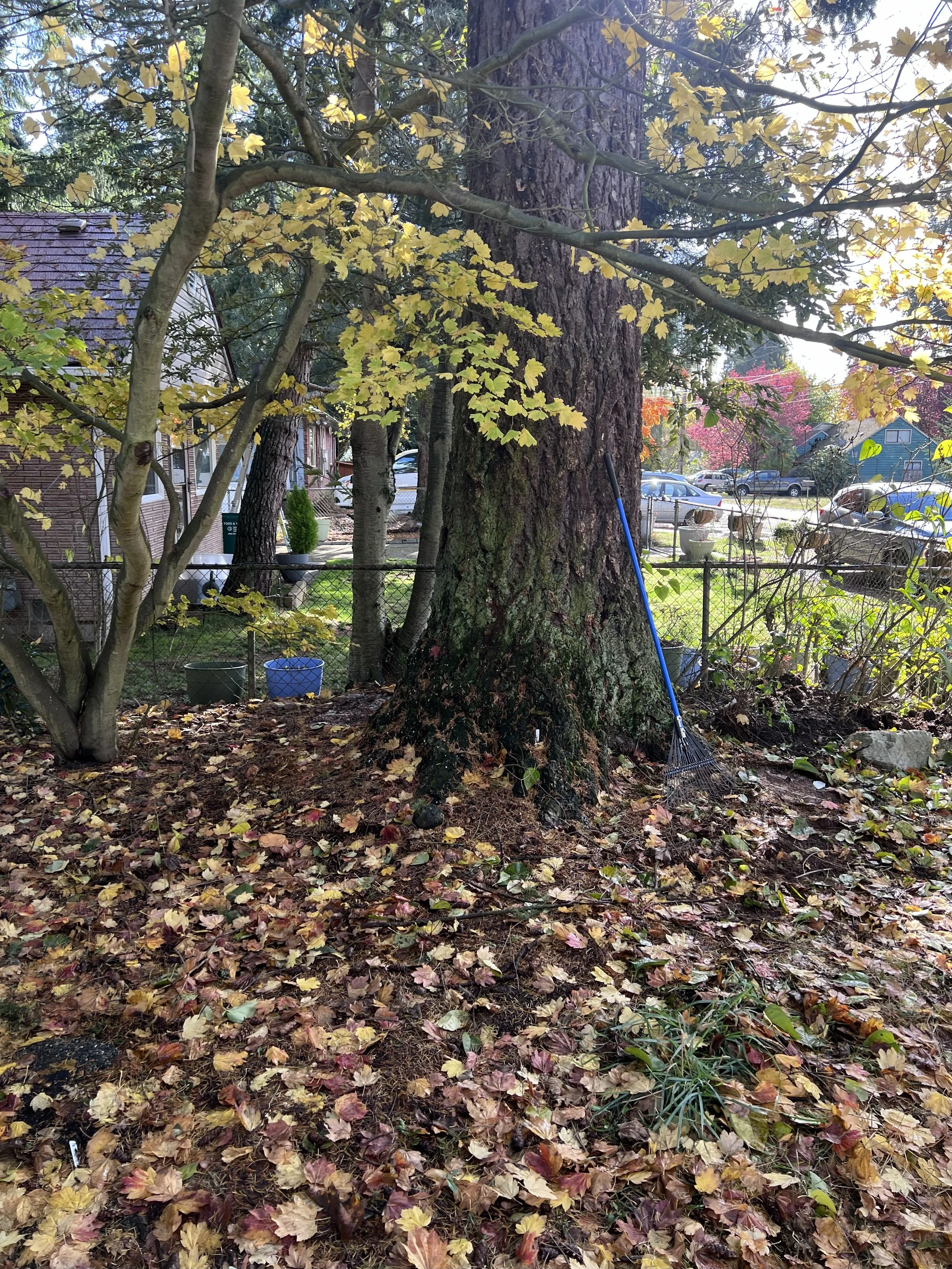 Front yard before cleanup
