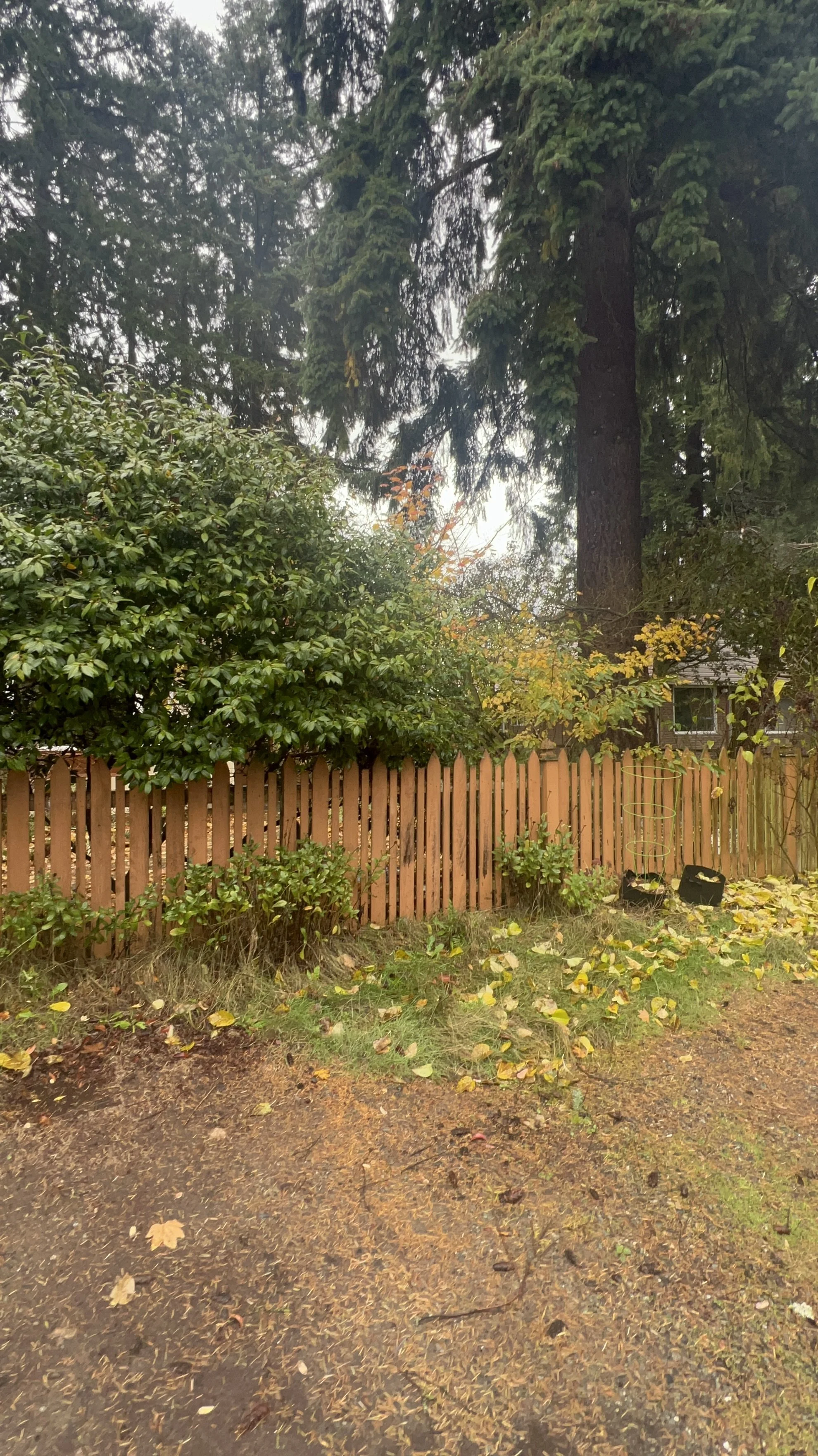 Front of property before cleanup