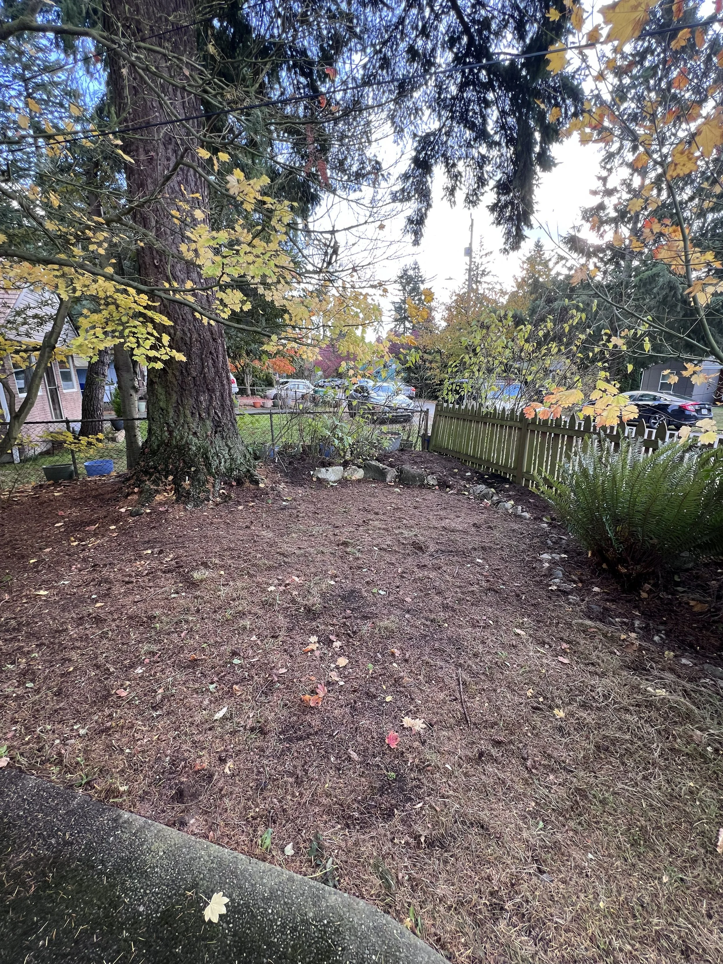 Front yard after cleanup