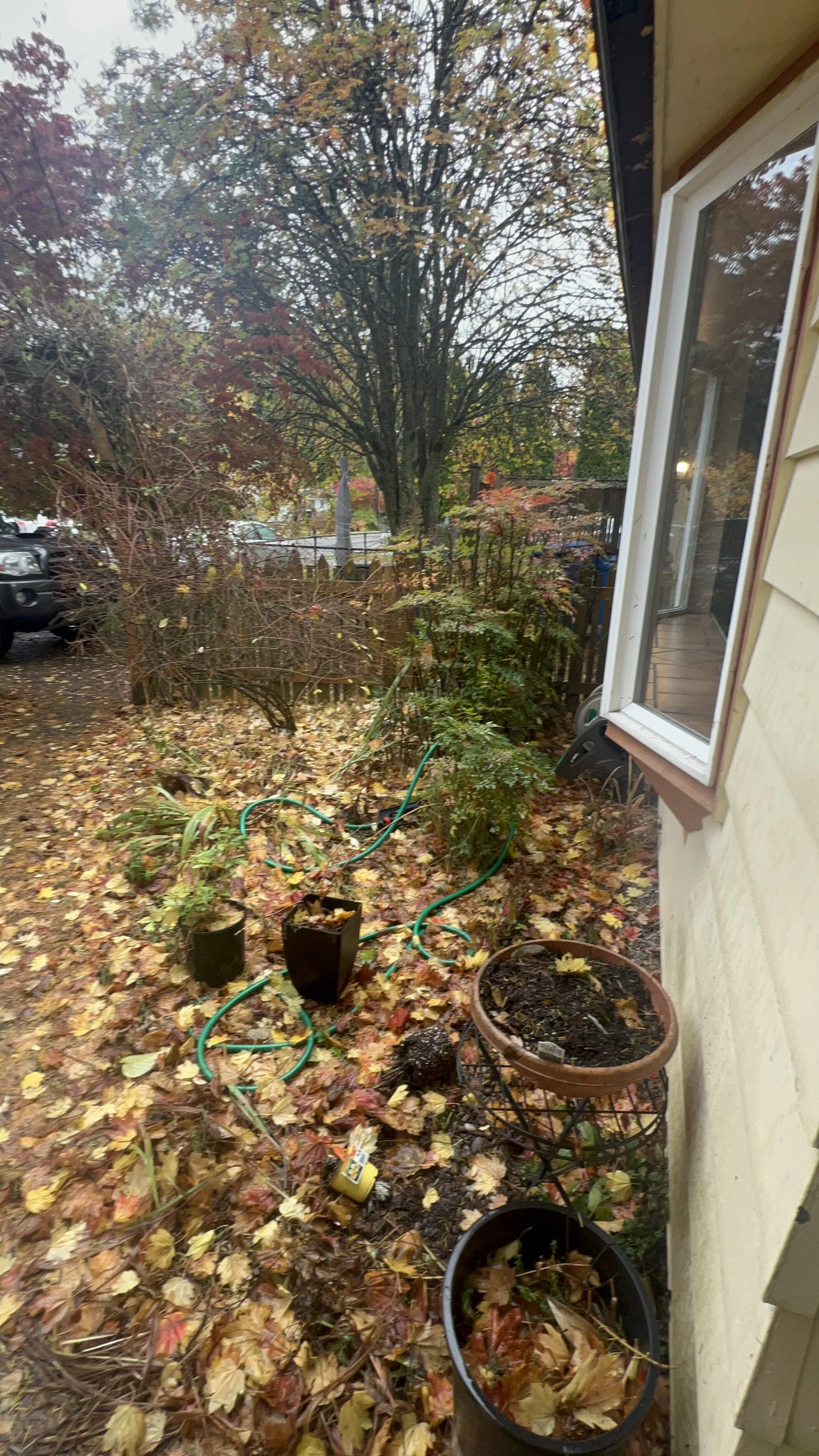 Backyard before cleanup