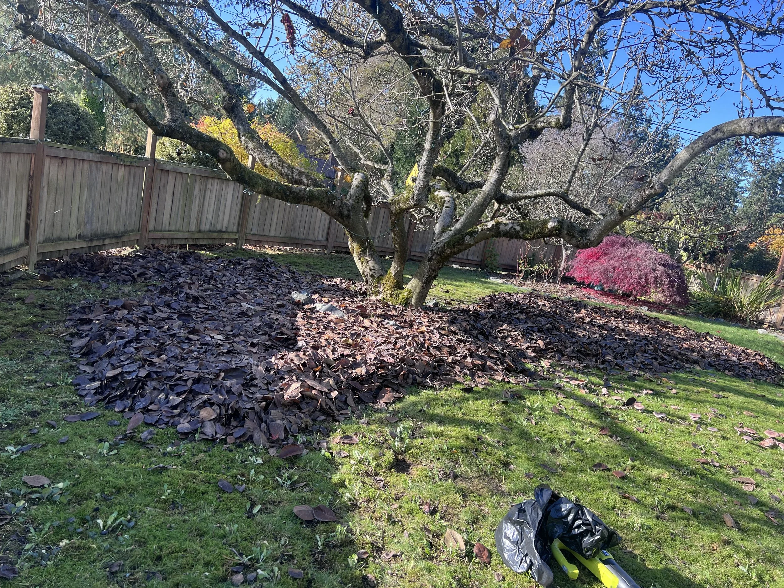 Tree bed before mulch