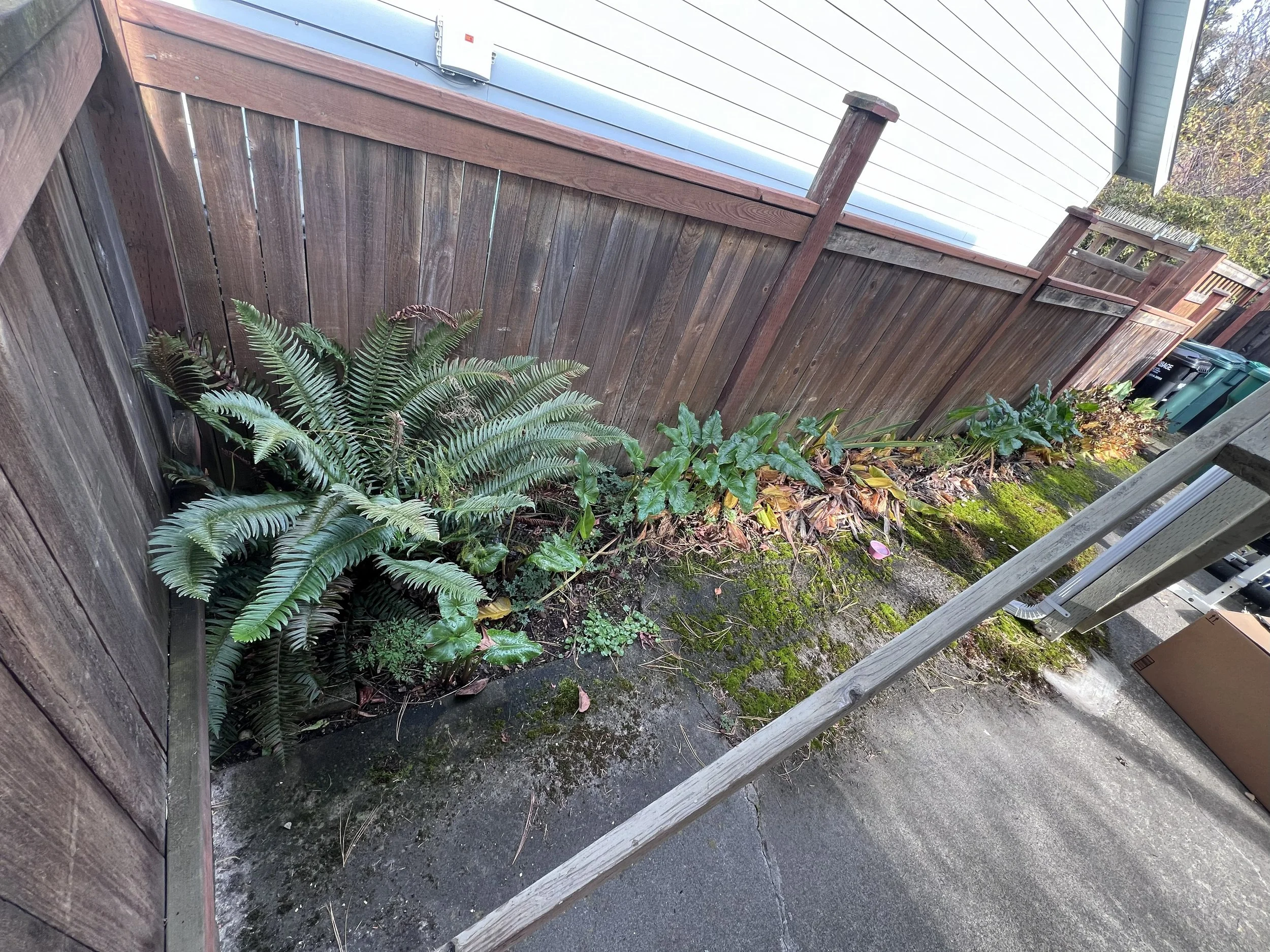 Flower bed before mulching