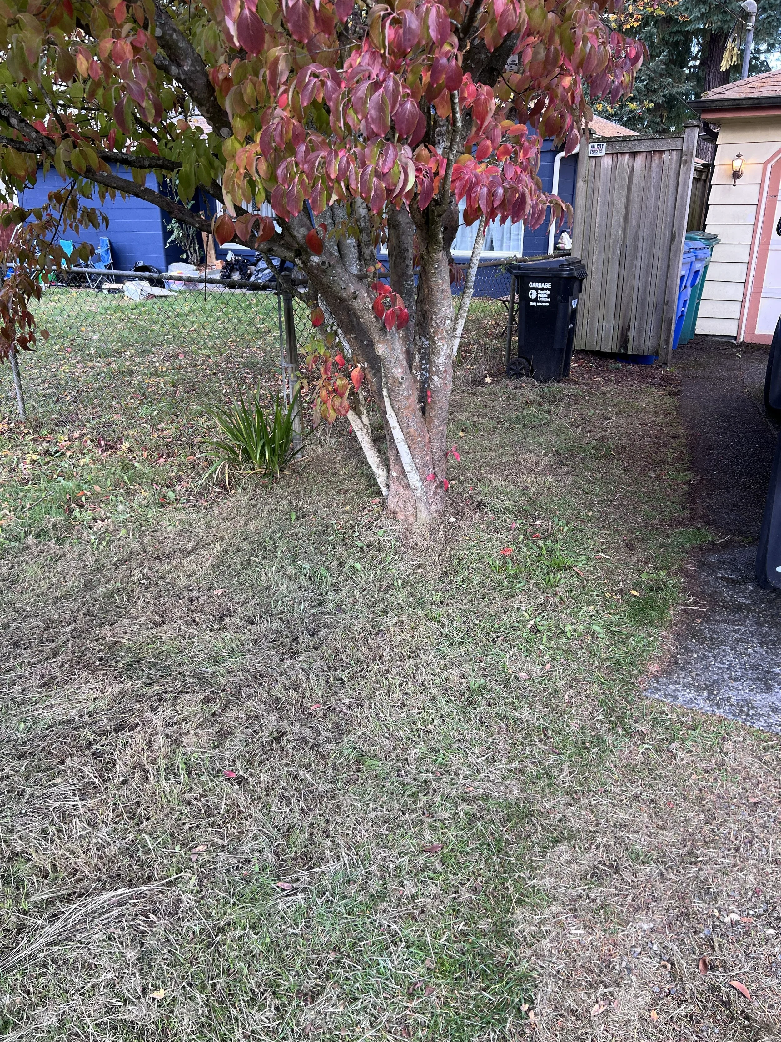 Yard after junk removed and cleaned up