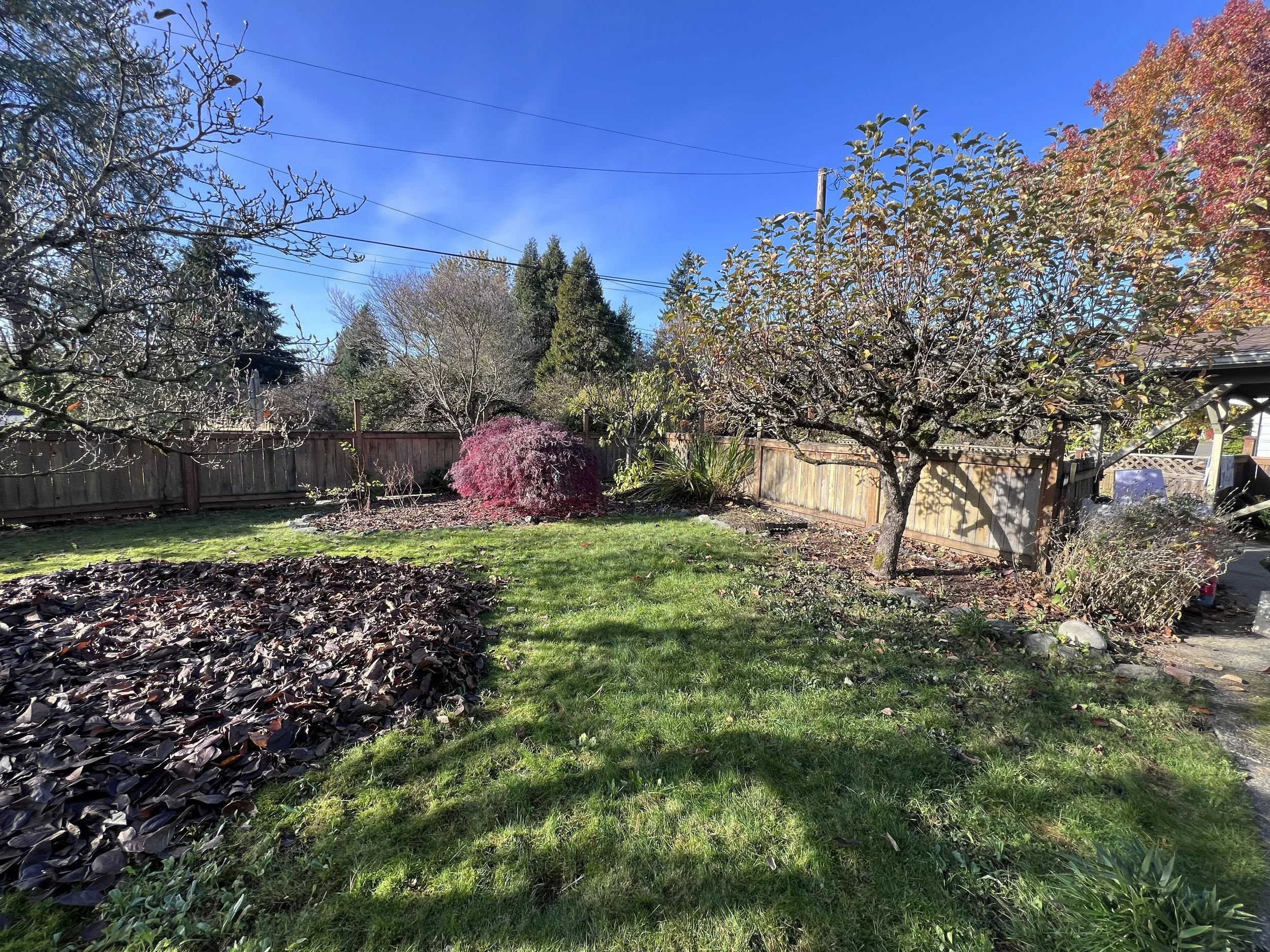 Yard before mulching