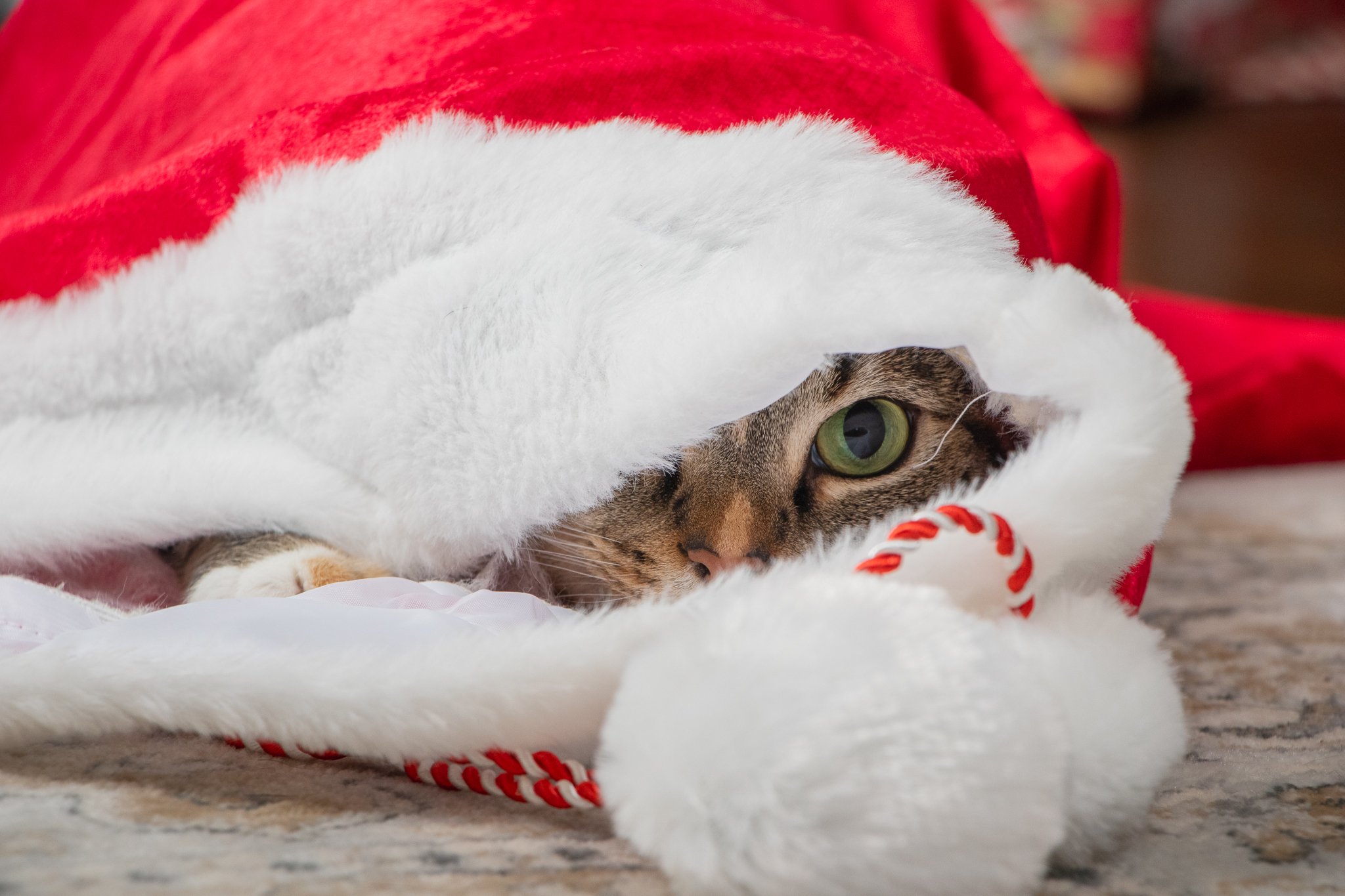 Christmas Linda-7.jpg