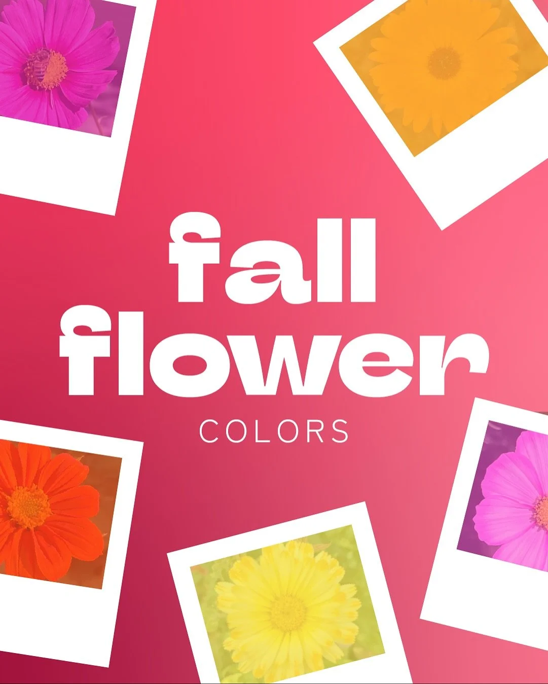 Fall is certainly getting colder here, but my garden is still sharing some gorgeous colors 🌸🌼

I wanted to pass along these bright, joyful blooms (and colors) with you because these are keeping my world vibrant right now - hope they bring you some 