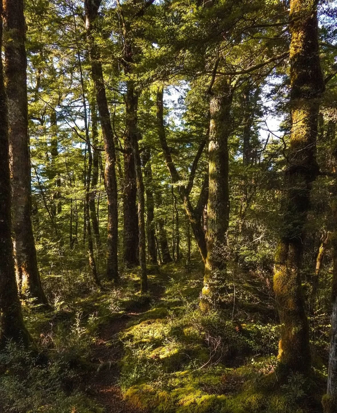 Routeburn Track & Greenstone and Caples tracks, NZ