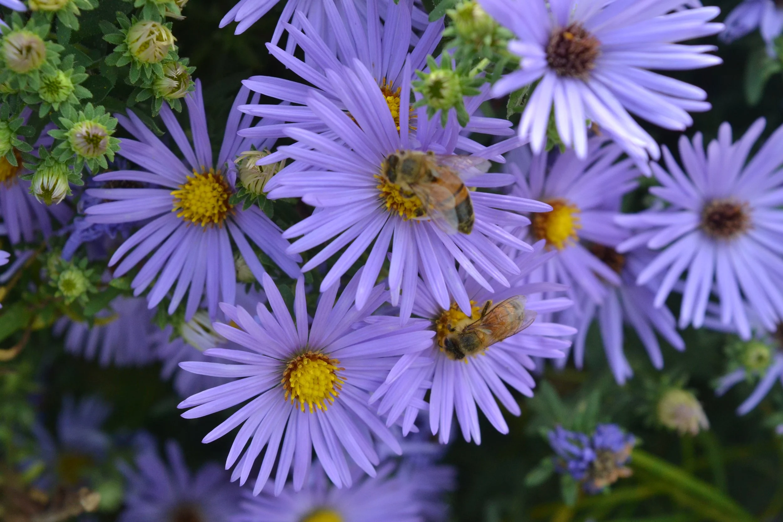 Washington Arboretum, DC