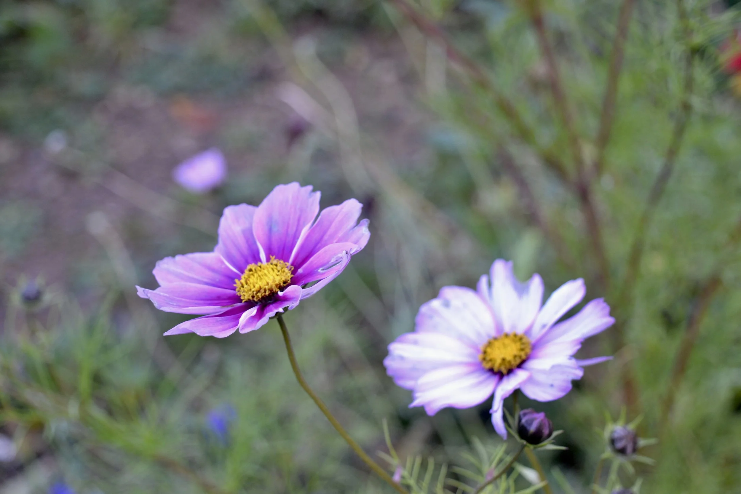 Washington Arboretum, DC