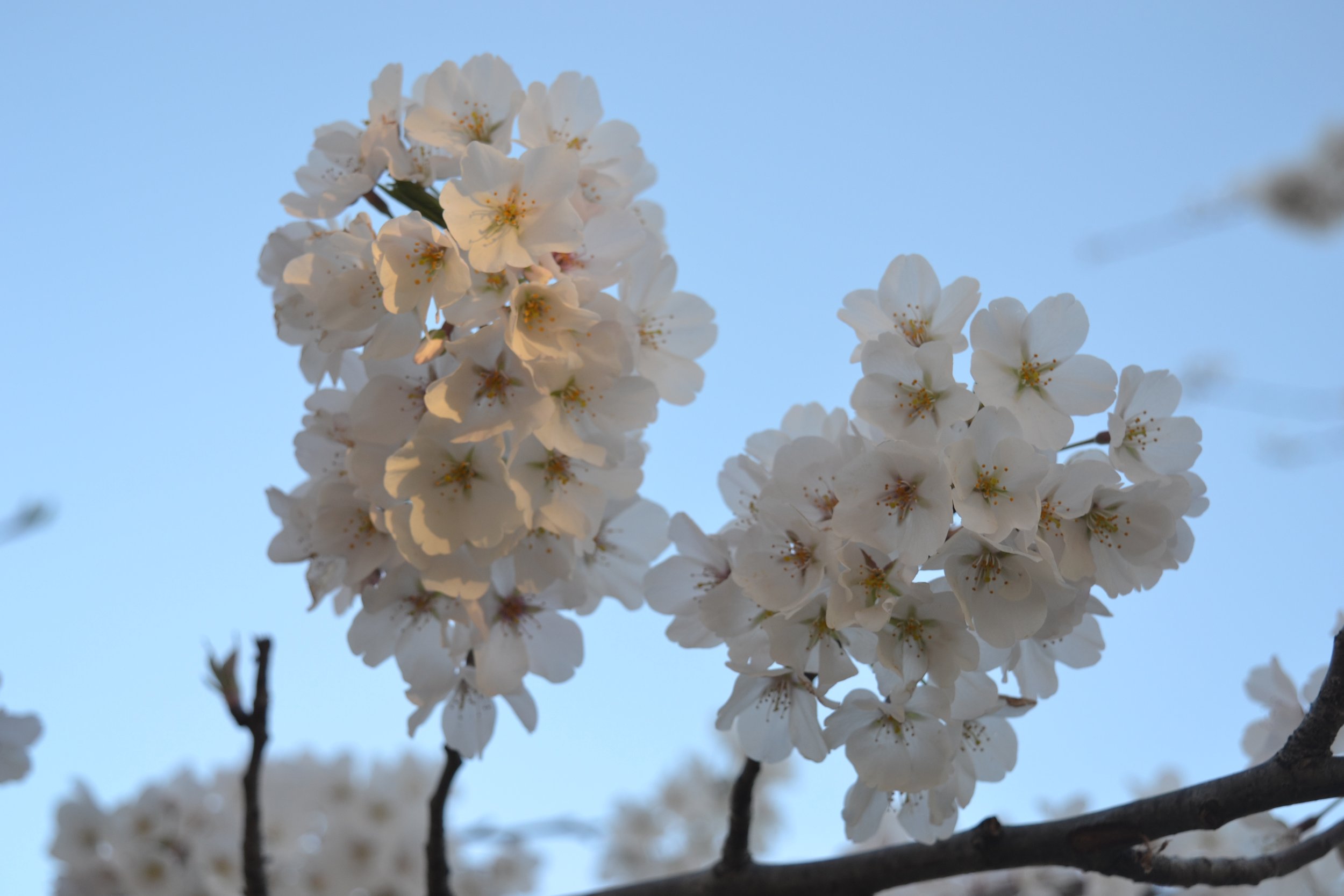 Cherry Blossoms, DC